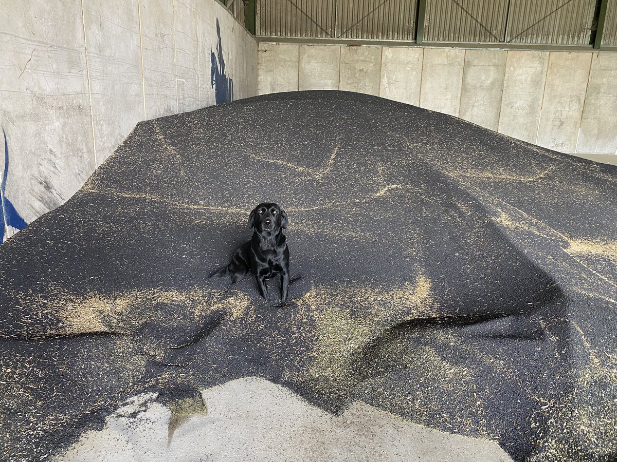 Near perfect camouflage. #Labrador