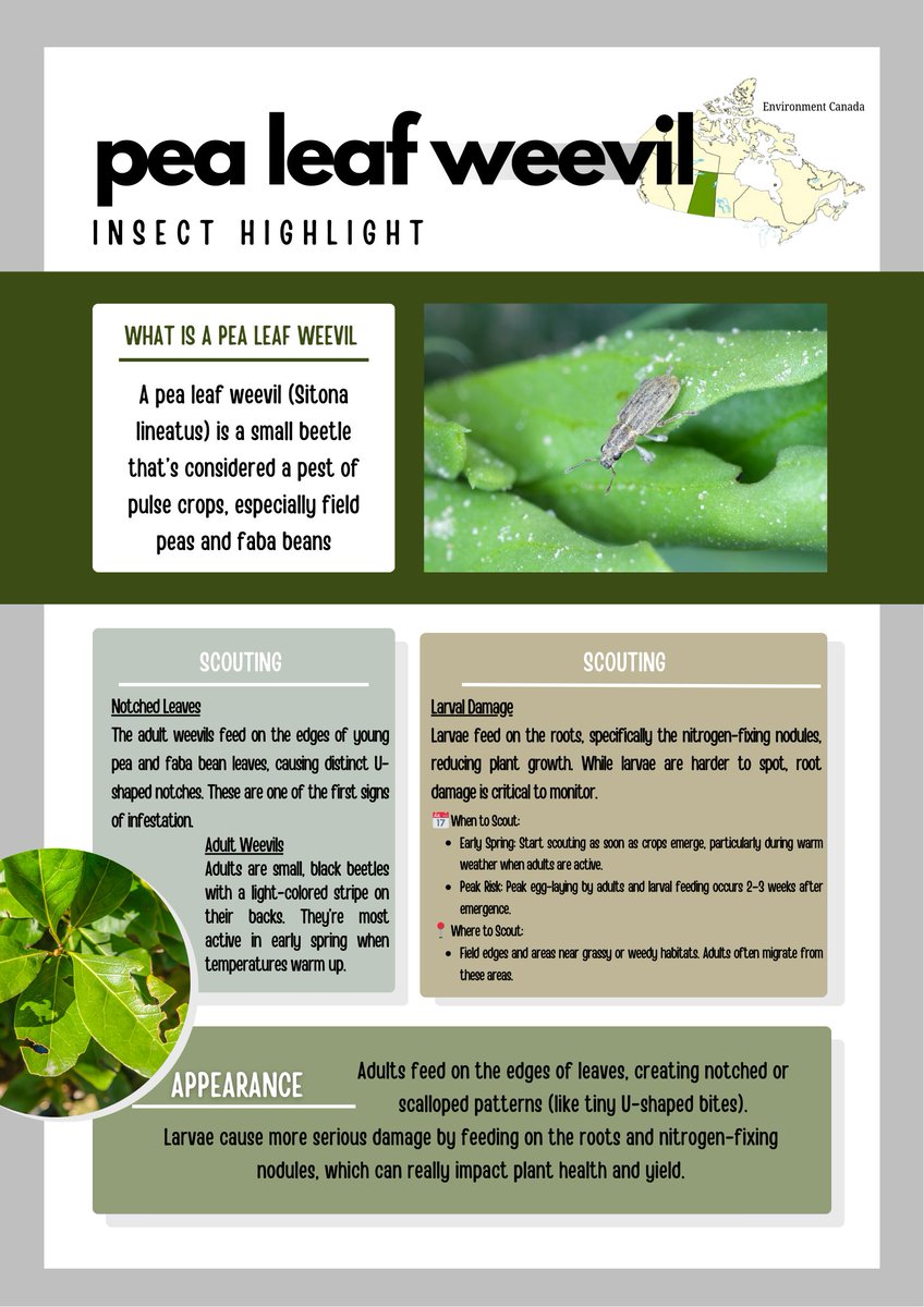 🔍🌿 Pea Leaf Weevil Alert!

👀 Watch for:
✔️ U-shaped notches on leaves
✔️ Larval damage to root nodules

📅 Scout 2–3 wks post-emergence, focus on field edges.

🛡️ Protect your yield — scout smart!
#SynergyAG #rootsyoucancounton