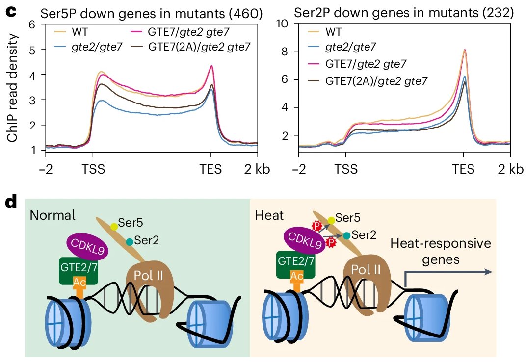 NaturePlants's tweet image. New Article: "Bromodomain-containing proteins interact with a non-canonical RNA polymerase II kinase to maintain gene expression upon heat stress" rdcu.be/evxQI
CDKL9 and acetylated-histone-binding proteins GTE2 and GTE7 are important for plant heat tolerance.