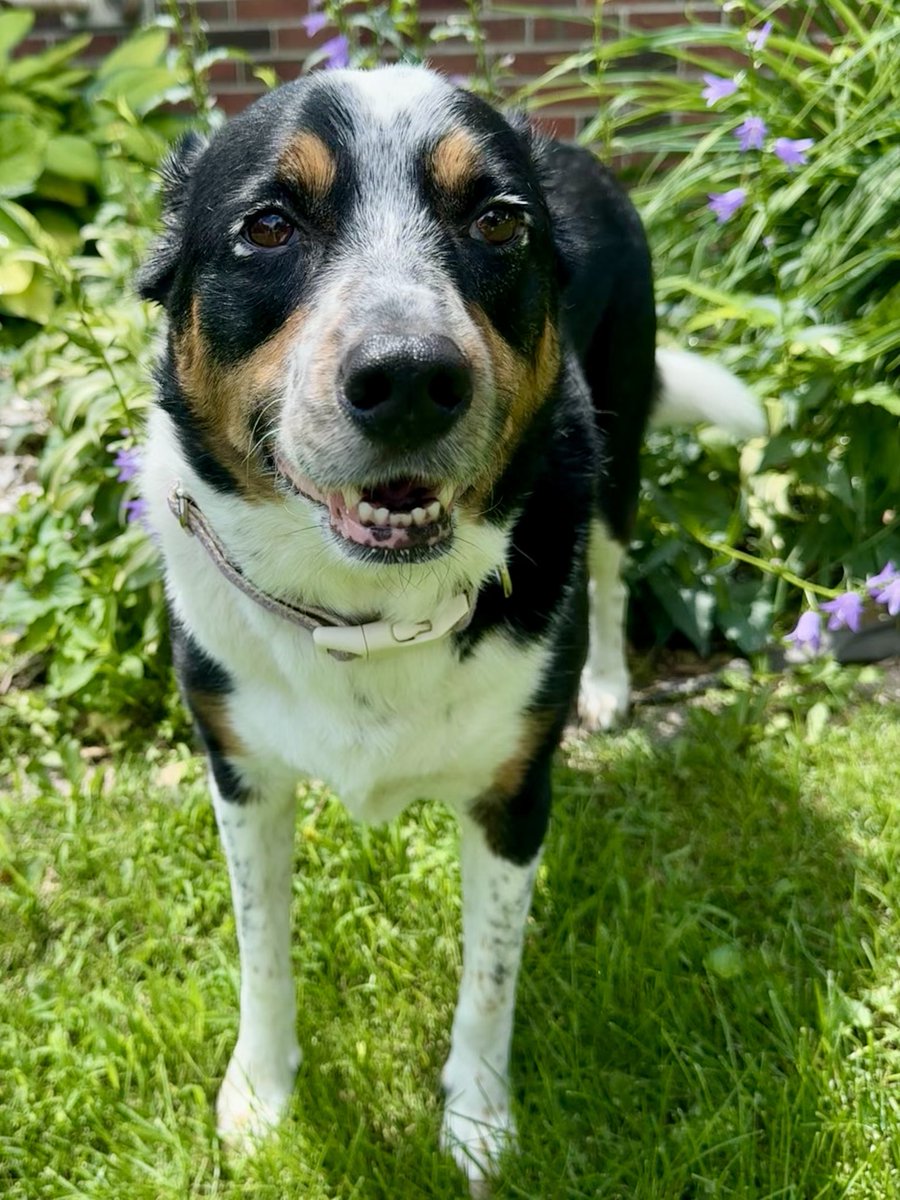 MayleePup's tweet image. Good morning 😃🌞, I’m smiling with my little teefs today. I’ve never been to a dentist but I think we should be kind to them because they have fillings too. Hahaha 😁😁😁 ❤️🐶❤️ Happy Wednesday