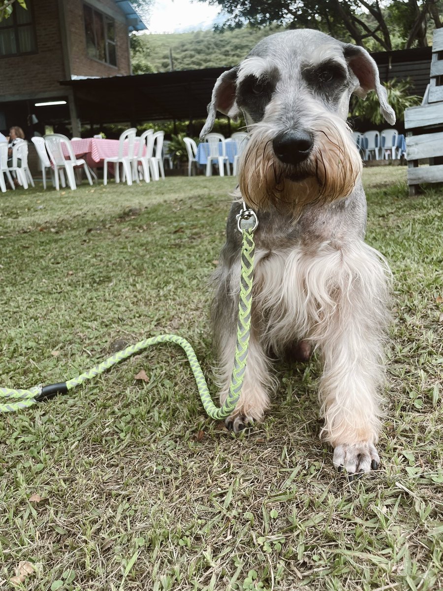 OlaveKellen's tweet photo. Hoy el silencio en casa duele, porque falta él. Pero también sé que me dejó los mejores recuerdos, y por siempre lo llevaré en mi corazón. Gracias por todo, Rolly. Fuiste el mejor compañero que la vida me pudo dar. Descansa en paz, mi niño hermoso. Rolly el sabio ❤️ https://t.co/lM4gDKxUIV