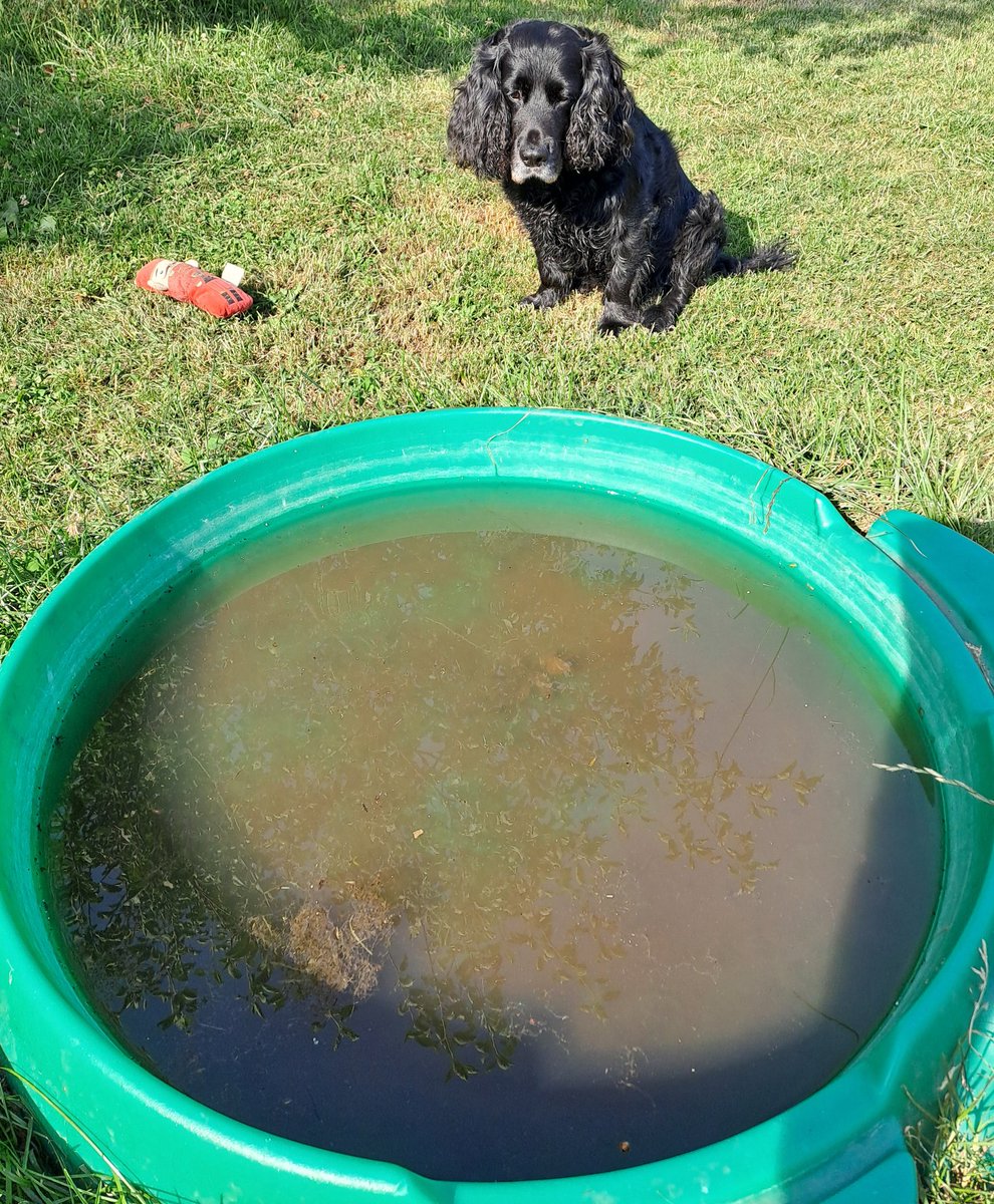 antrojak's tweet image. A good day. I did have a mousie snack in the cut field and a dip in the Stinky Brook. This wot the paddly pool looks like now after I cleaned my feet