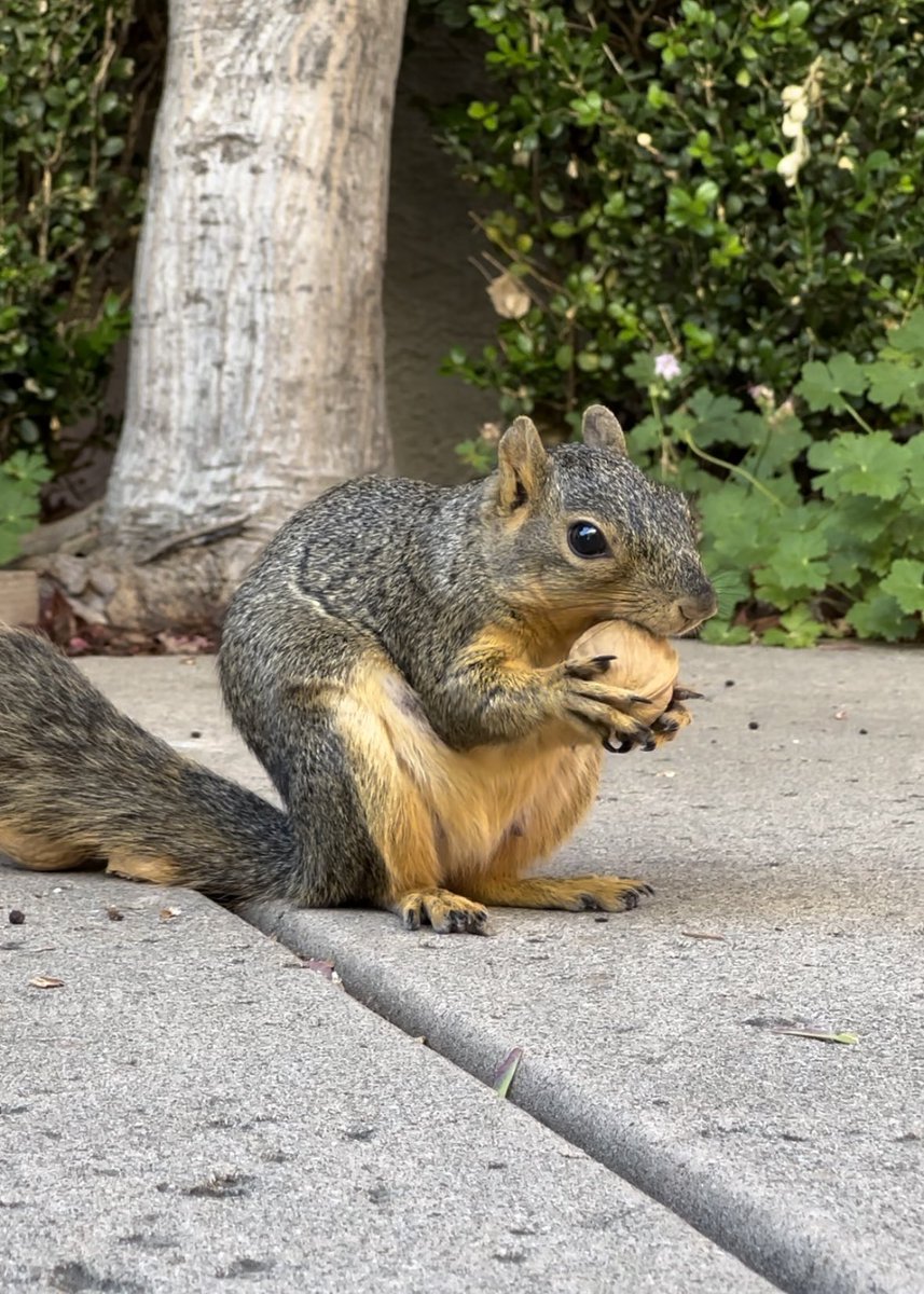 squirrelbuzz's tweet image. Annie is enjoying the BOGO on in-shell walnuts today! #squirrelcafe ☕️🐿️ #walnutwednesday #squirrels #squirrelscrolling