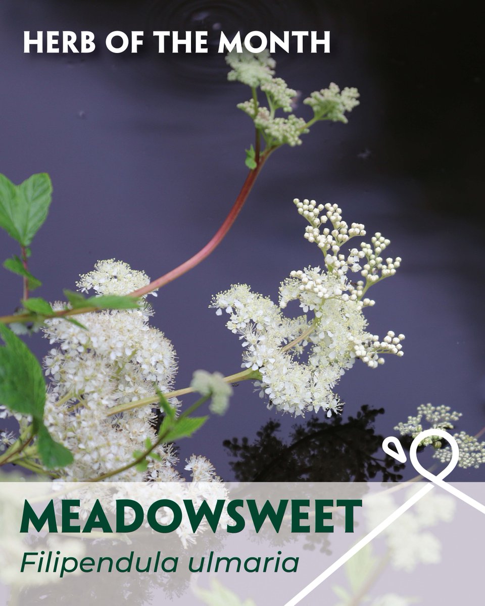 🌿 Herb of the Month: Meadowsweet - Filipendula ulmaria 🌿

Where Meadowsweet grows, on a warm sunny day you can’t fail to smell those medicinal constituents on the reeze, which some compare to almonds, and others Germolene! 

nimh.org.uk/herbal-resourc…