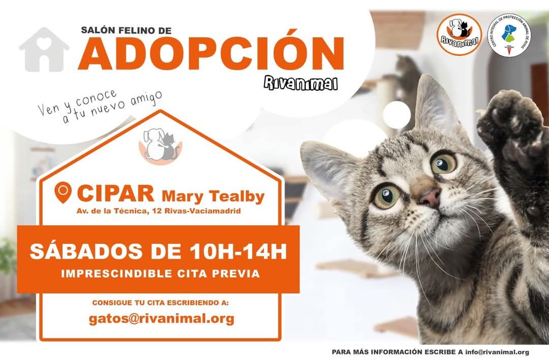 🐱TODOS LOS SÁBADOS SALÓN DE ADOPCIÓN FELINO‼️
En CIPAR MARY TEALBY (Avda. de la Técnica, 12 Rivas Vaciamadrid), de 10 a 14 horas.
Todos nuestros gatos están esperando su hogar definitivo, ¿quieres que alguno forme parte de tu familia?
#ADOPCIÓN #AdoptaNoCompres #adopta #gatos