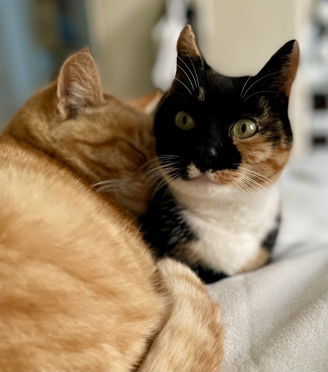 Two furry hot water bottles on my lap, mostly on, mostly purring. 🔥🐾