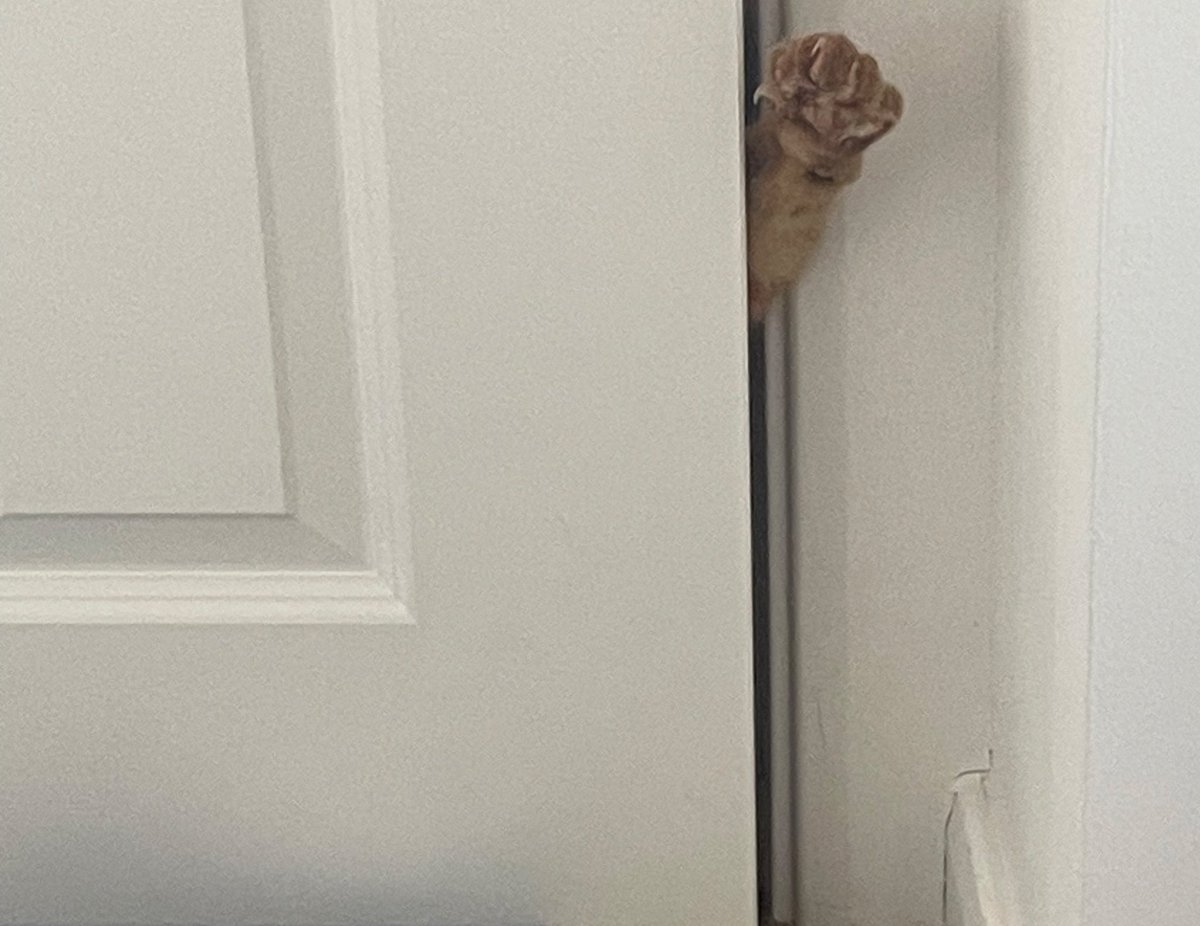 JacK_GingerCat's tweet image. Chums! Can you believe it?!
Human said that he couldn’t be disturbed during some work today and closed the study door.
I wasn’t having that! 🙀
JacK 🐾🐾
#CatsOfTwitter #CatsOfX