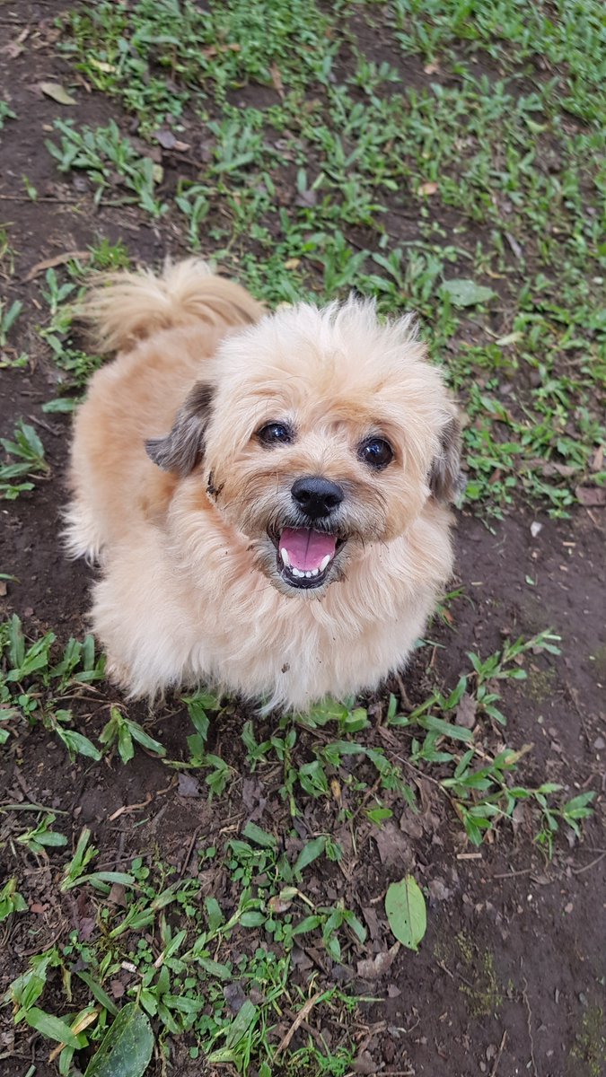 sottovoceinora's tweet image. I hope you like a dirty dog who enjoys rolling in the dirt without remorse.
