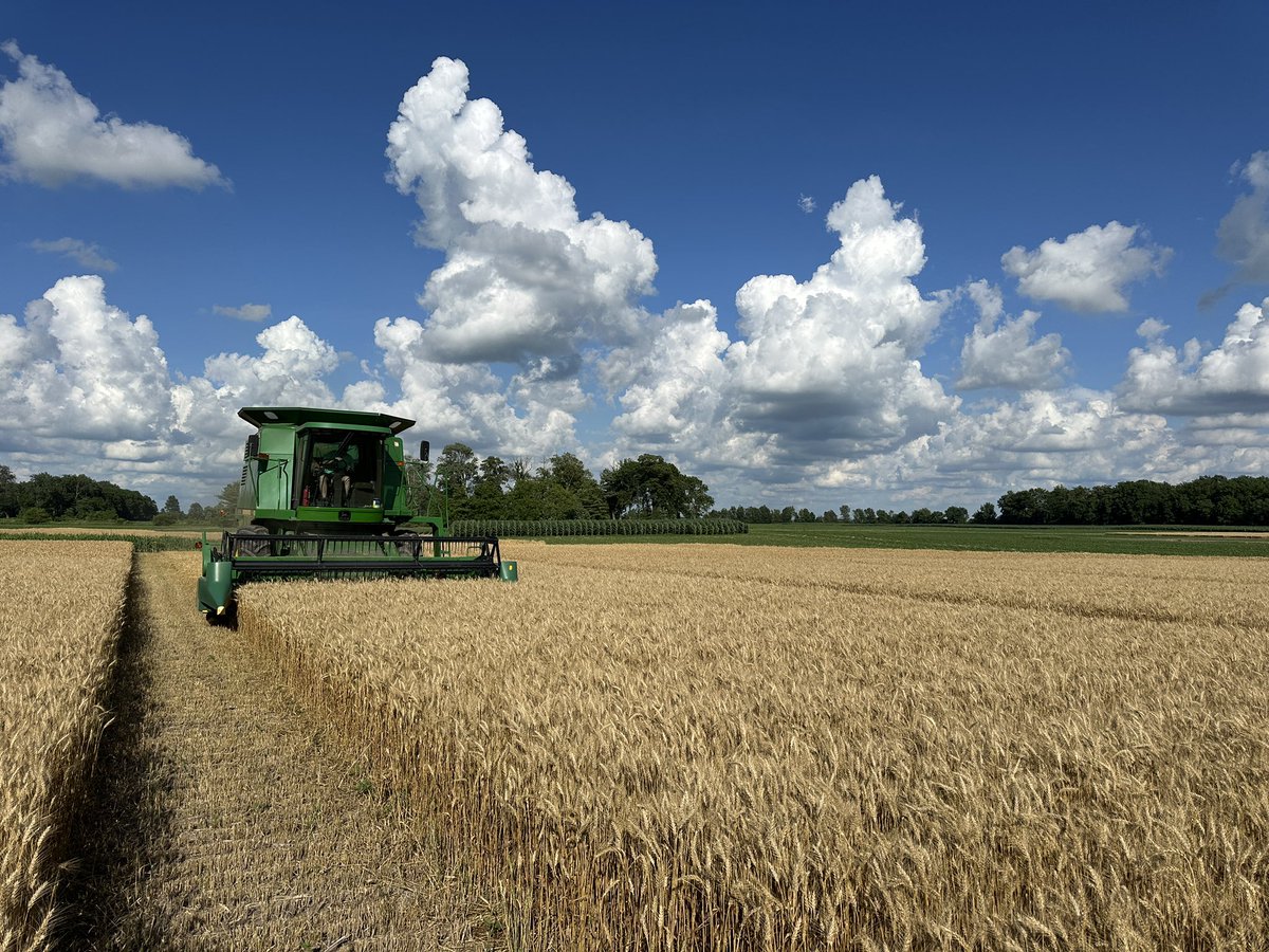 abgagservices's tweet photo. We had some great weather for wheat harvest last week https://t.co/wuV7Wed38S
