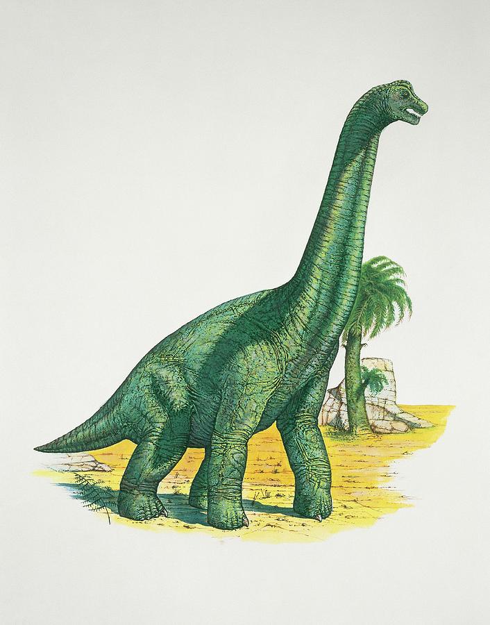 dinonostalgia's tweet image. Brachiosaurus, the arm lizard. Made famous by Jurassic Park, this giant lived 150 million years ago in North America.
It could reach up to 23 meters in length.