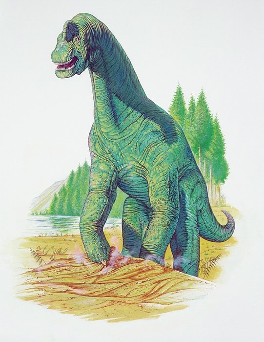 dinonostalgia's tweet image. Brachiosaurus, the arm lizard. Made famous by Jurassic Park, this giant lived 150 million years ago in North America.
It could reach up to 23 meters in length.