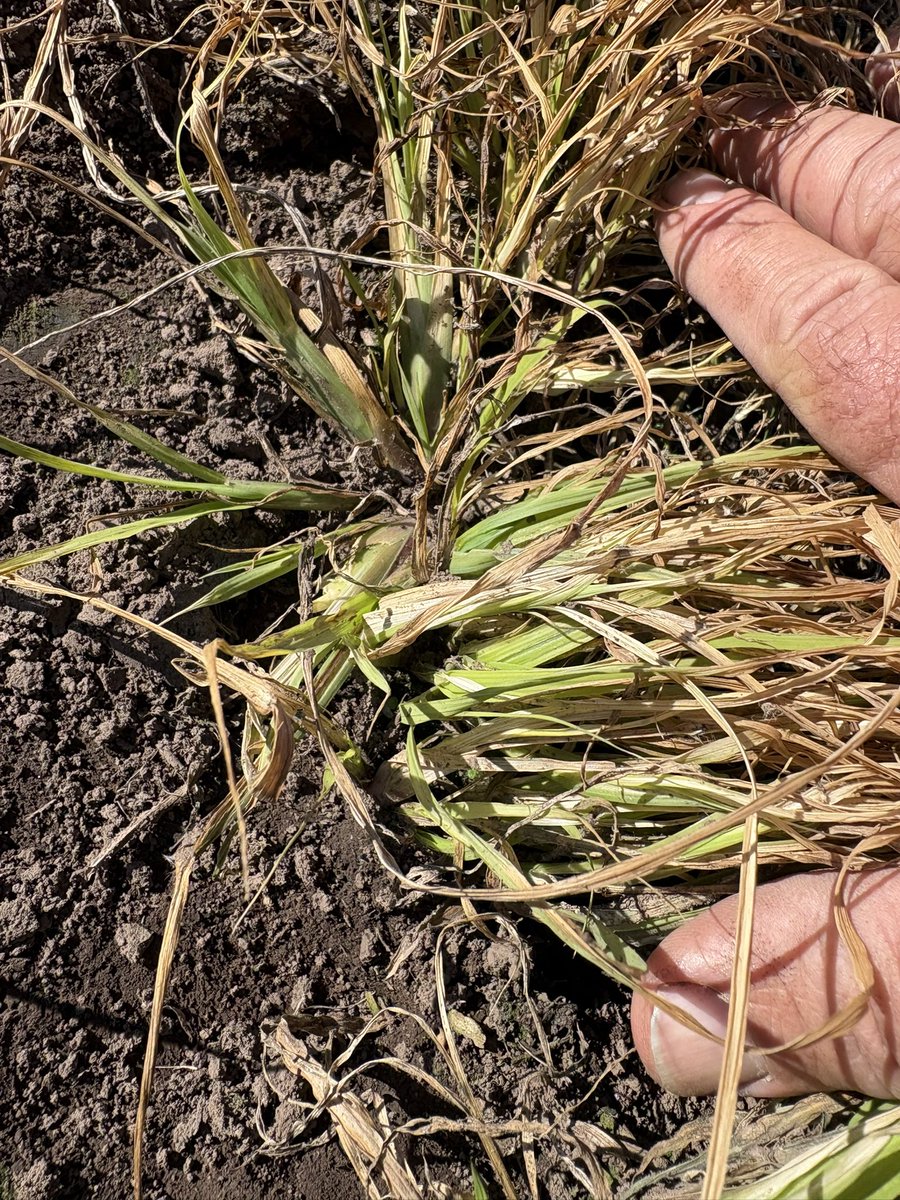 Mejoramiento de gramíneas perennes estivales.

Ensayo de IMPLANTACIÓN con siembra de marzo.

Luego de varias buenas heladas, así siguen las mejores progenies. Se heló la parte más expuesta, pero las vainas siguen verdes. El buen crecimiento logrado en otoño fue clave. 💪

⚫️🟢