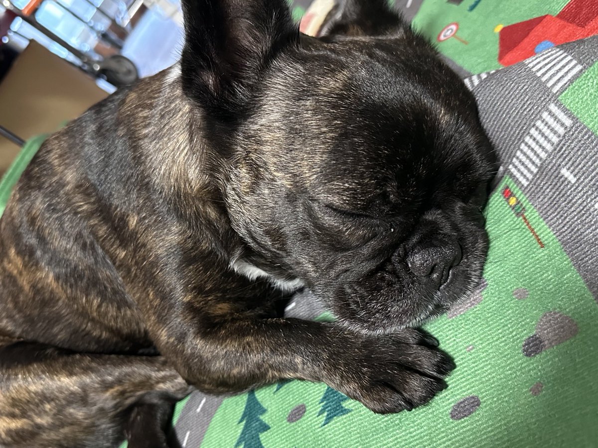 waka_lh's tweet image. 大切な大切なこげを冷やしながら散歩するものの、こげより暑さに弱い疑惑ある私が私汗だくで帰宅、だれか私も冷やしてくれ