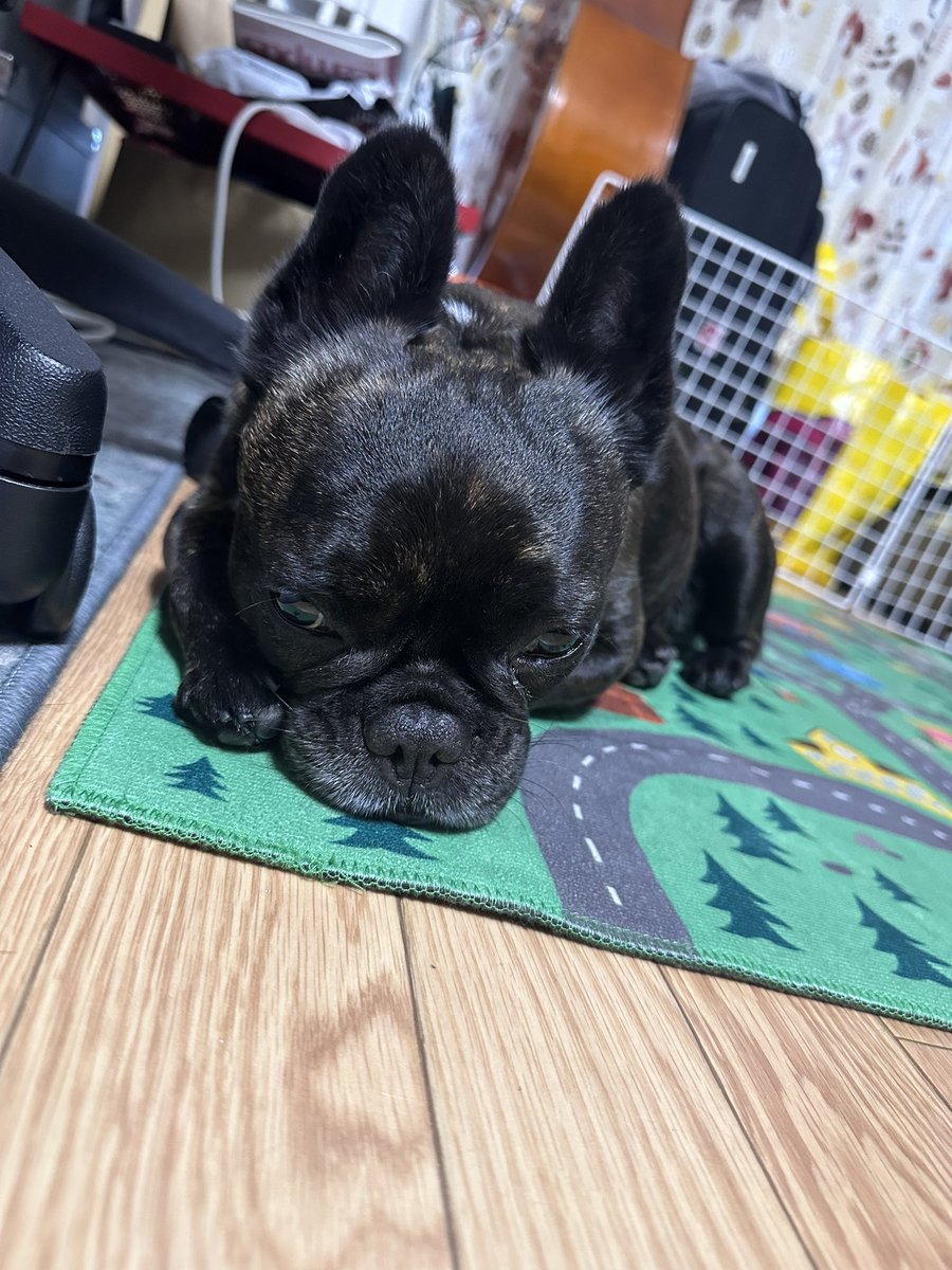 waka_lh's tweet image. 大切な大切なこげを冷やしながら散歩するものの、こげより暑さに弱い疑惑ある私が私汗だくで帰宅、だれか私も冷やしてくれ