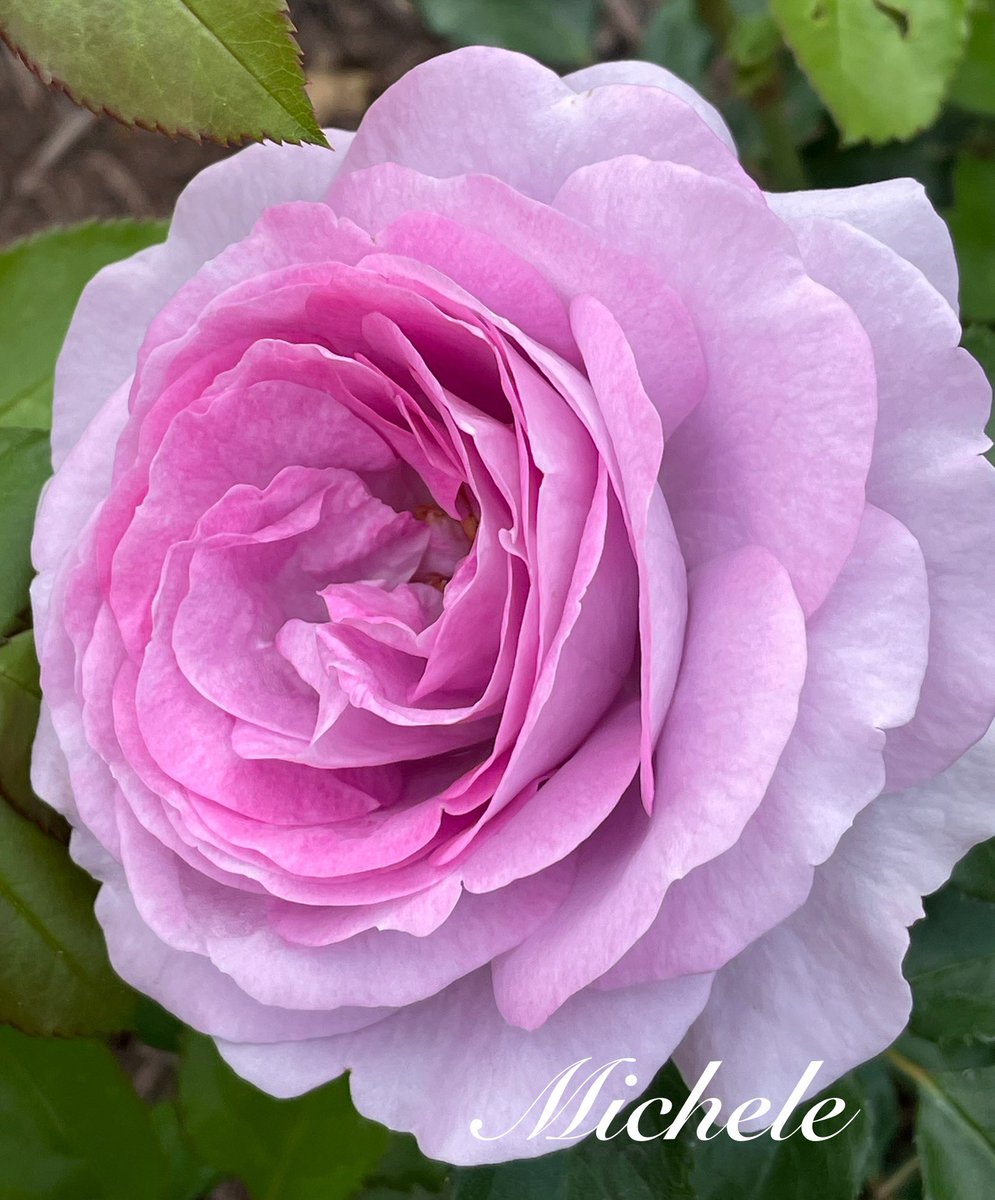 gingerartist1's tweet image. A pretty profile from the local #rosegarden π Have a great day! π₯ππππ»ββοΈ #flowers #RoseWednesday #rose #FlowersOfX #FlowersOnX #FlowersOnWednesday #flowerphotography #flowerpictures #garden #NatureBeauty