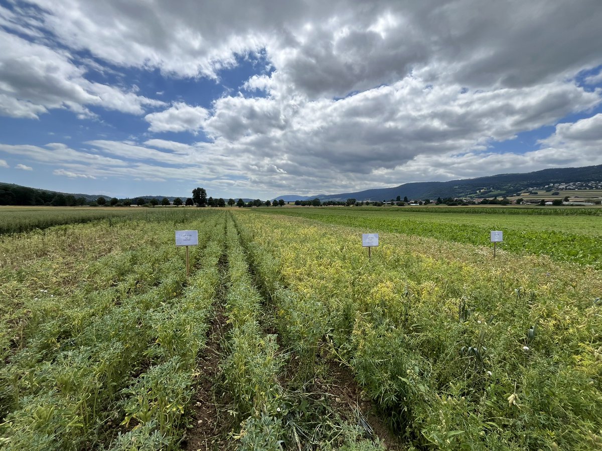 RobertFinger1's tweet image. Sehr interessanter Besuch heute auf dem Betrieb von Stéphane und Anne Challandes in Fontainemelon, Neuchâtel

Spannende Innovationen wie Quinoa, Linsen, Kichererbsen und Lupinen im biologischem Anbau. 

Danke euch für die Gastfreundschaft!
