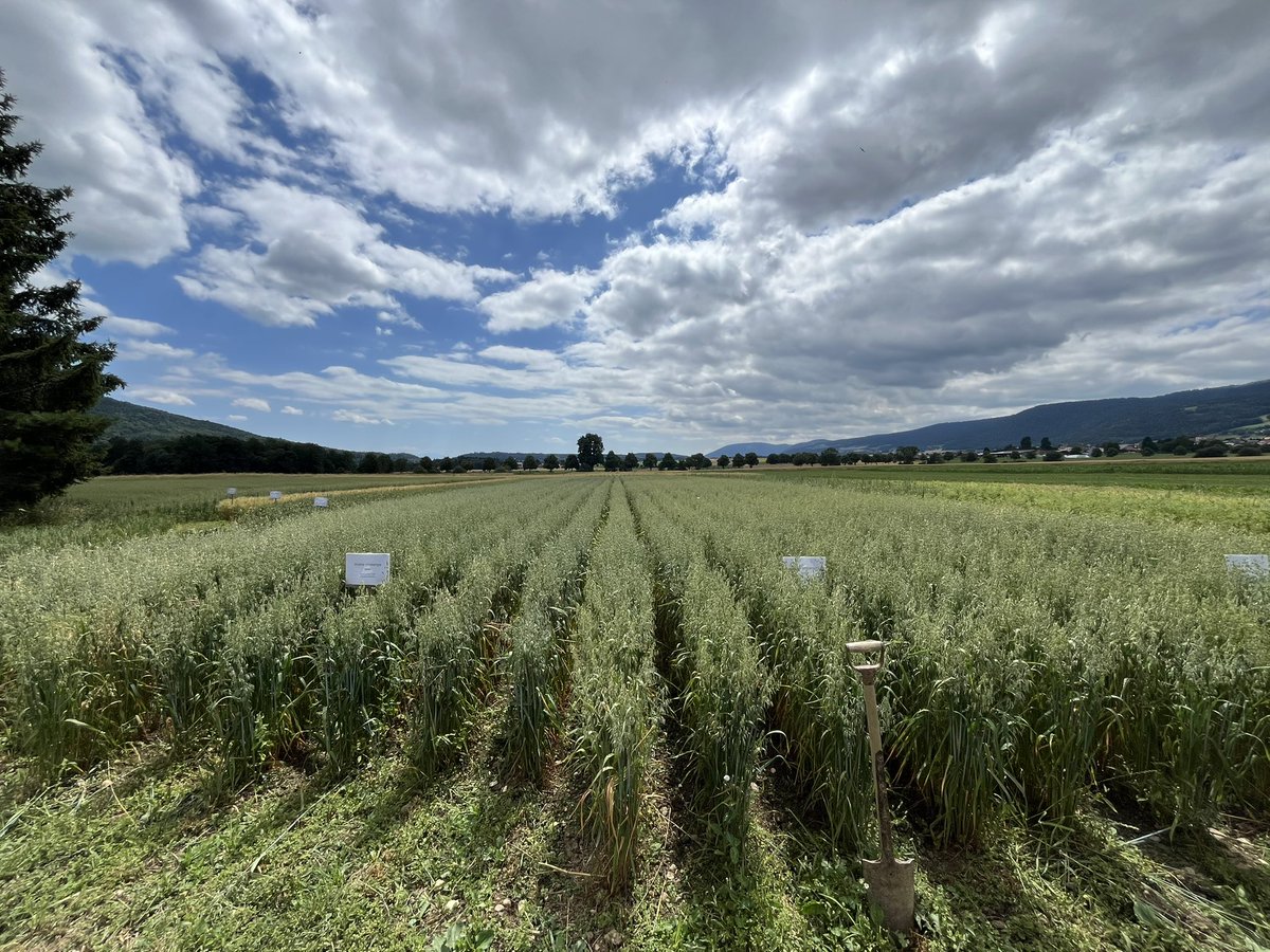 RobertFinger1's tweet image. Sehr interessanter Besuch heute auf dem Betrieb von Stéphane und Anne Challandes in Fontainemelon, Neuchâtel

Spannende Innovationen wie Quinoa, Linsen, Kichererbsen und Lupinen im biologischem Anbau. 

Danke euch für die Gastfreundschaft!