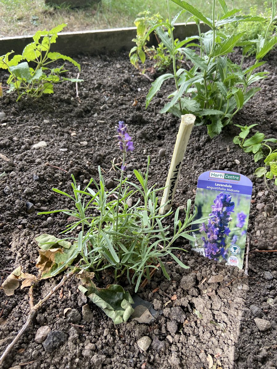 TaylormadeOL's tweet photo. Gardening and Environmental club @st_michaels_ce have been busy whittling sticks to label the plants!🌱 https://t.co/TY2aAtxIfJ
