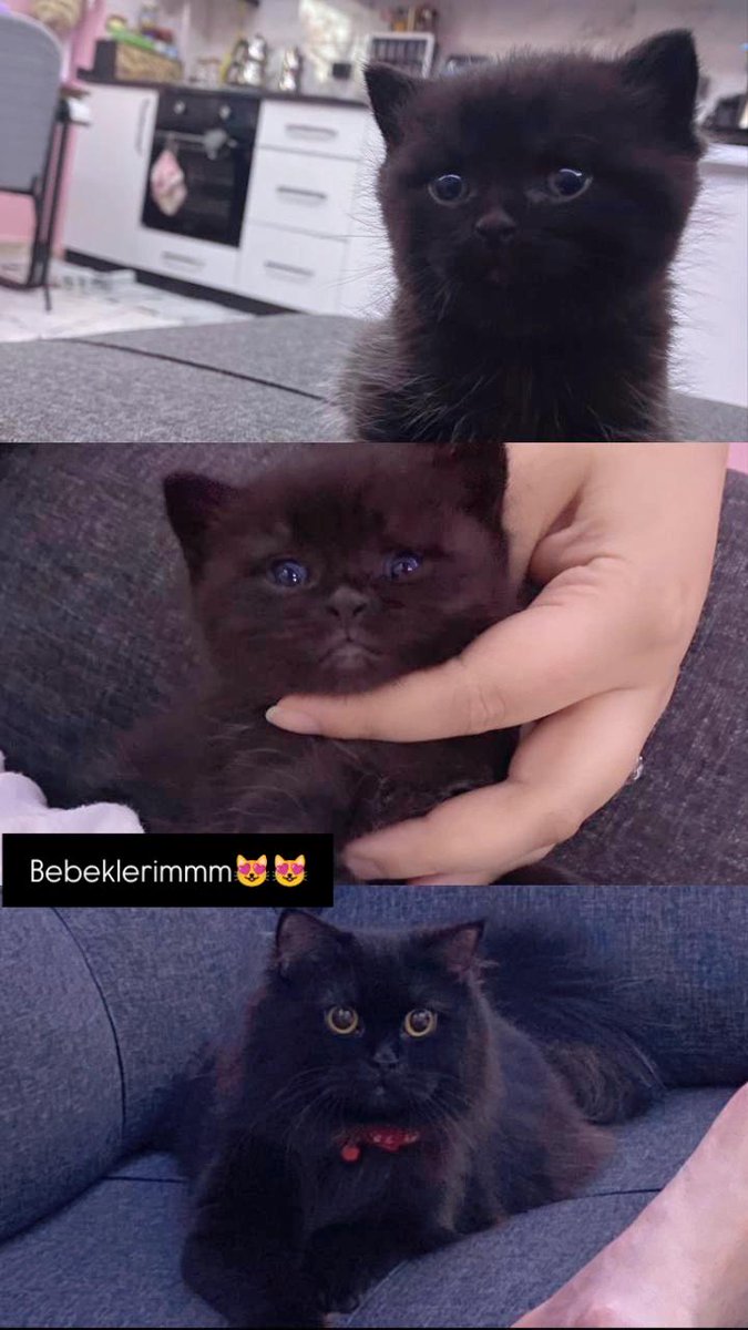 sedasalti's tweet photo. @PatilerKulubu Bendede var böyle minisinden bi aile😻 https://t.co/BKpVbkPi1b