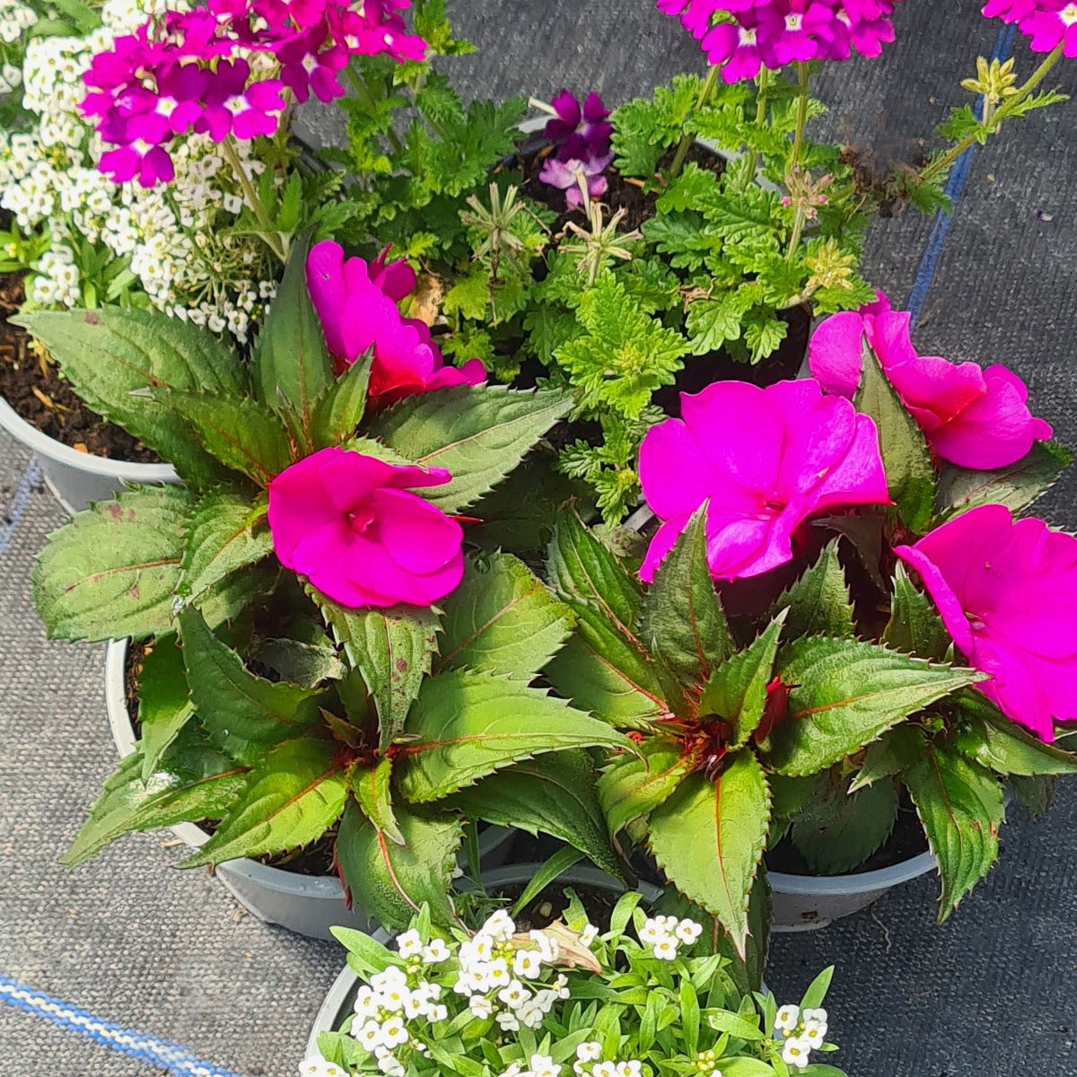 Don't miss our END OF SEASON SALE tomorrow!
**All summer bedding plants reduced to clear!!**
10:00-12:00 Thursday 9th July at Priorswood House
100 Clonshaugh Avenue, D17 T293
#BuySocial #plants