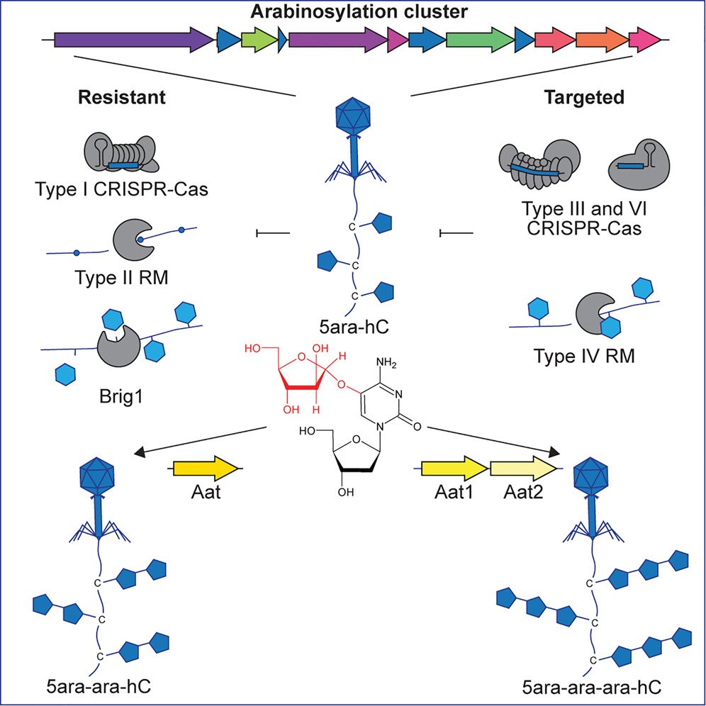 cellhostmicrobe's tweet image. Featured Article: Phage DNA modifications evade defense
Phage DNA modification adds arabinose to cytosines via hydroxy linkage(5ara-hC) w/potential double/triple arabinosylation. Arabinosylated phages are protected from CRISPR-Cas &restriction modification
cell.com/cell-host-micr…
