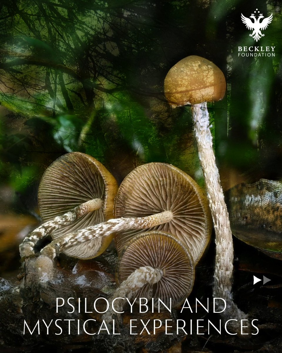 BeckleyResearch's tweet image. Psilocybin &amp;amp; Mystical Experiences 🍄✨

A breakdown of the groundbreaking 2006 Johns Hopkins study that helped launch the modern renaissance of #psychedelic research. 

&quot;Psilocybin can occasion mystical-type experiences ..&quot;-  Griffiths et al., 2006

link.springer.com/article/10.100…
