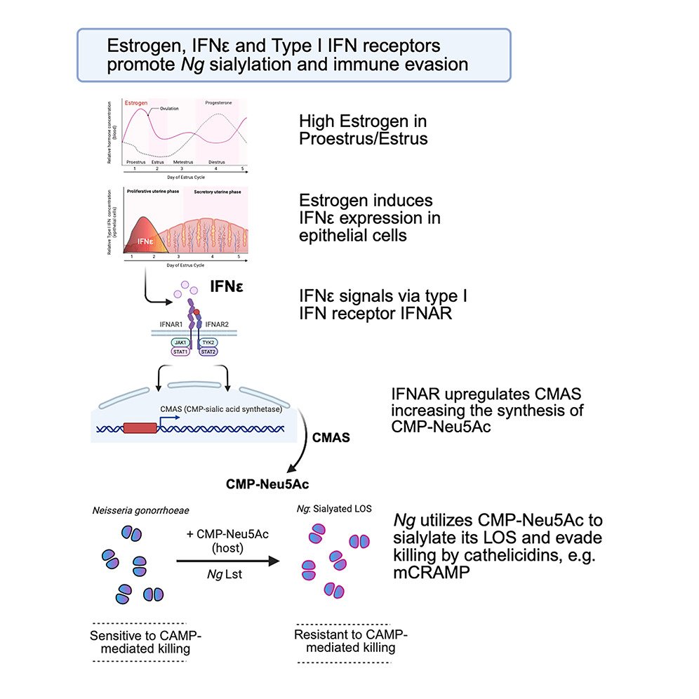 cellhostmicrobe's tweet image. Featured Article: IFN-ε shields Neisseria
IFN-ε, a hormone-responsive type I IFN expressed by genital epithelial cells, boosts sialylation of Neisseria gonorrhoeae, which allows Neisseria to evade immune elimination
cell.com/cell-host-micr…
