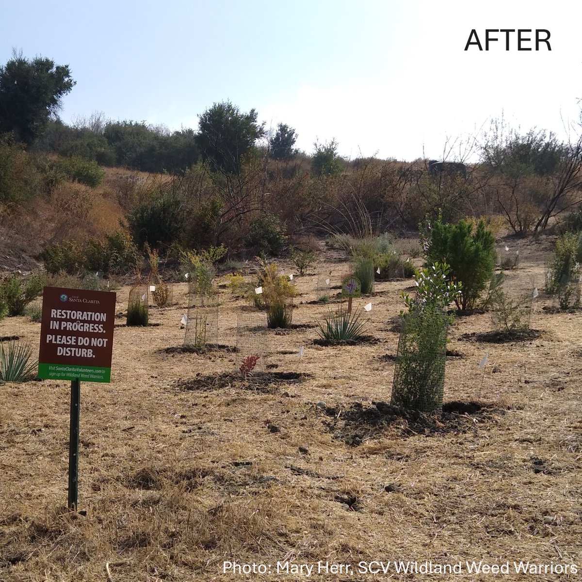 cal_ipc's tweet image. A nod to the SCV Wildland Weed Warriors, a volunteer-led group that meets biweekly to restore open space within the City of Santa Clarita!
Cal-IPC wouldn't be able to do what it does without volunteers like the SCV WWWs!
Visit bit.ly/4eF4ruV for more on this effort.