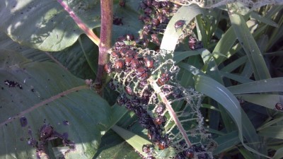 Japanese beetles can be tough to manage, especially with adults emerging and staying active over an extended period. Learn more about how they impact corn and soybeans at bit.ly/3Y0jEAO.