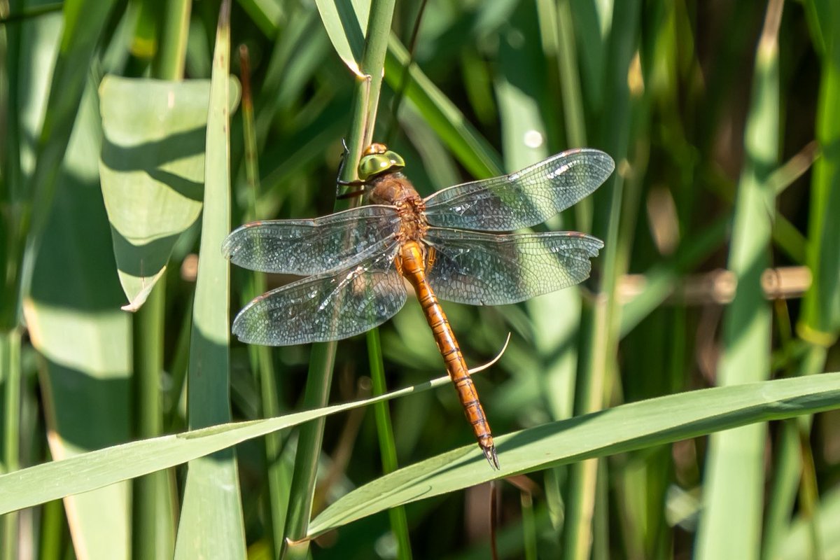 Pleased to have seen a Norfolk Hawker at <a href="/ElmleyNNR/">Elmley NNR</a> today