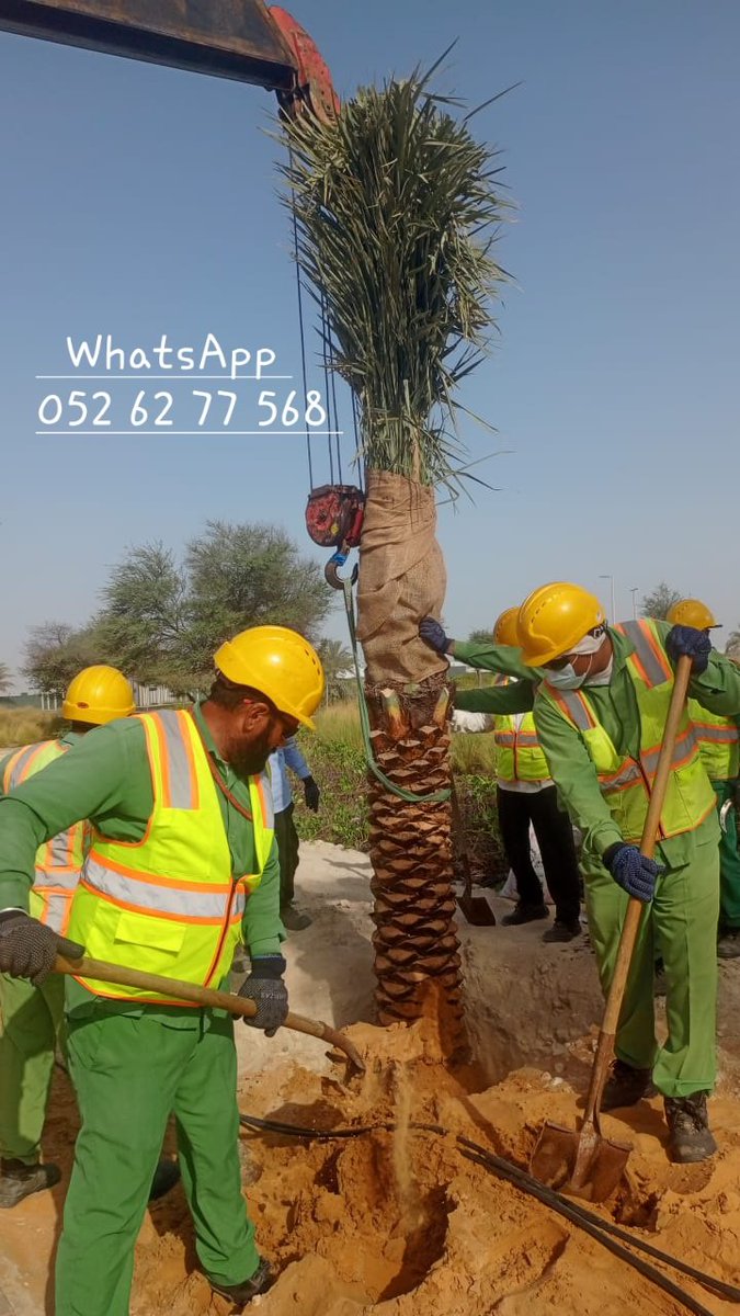 DxbPalmtree's tweet photo. Palm tree supply and installation #dubai 0526277 568 #Twitter #trend #LikeFollowShare #short #palms  #explorepage  #palmtrees #UAE #landscape #views #architecture #sustainability #treefarm #explore #landscaping   #viralpost  #insta360 #explorepage #dubai #photography #Twitter_X https://t.co/3lFgS38uOS