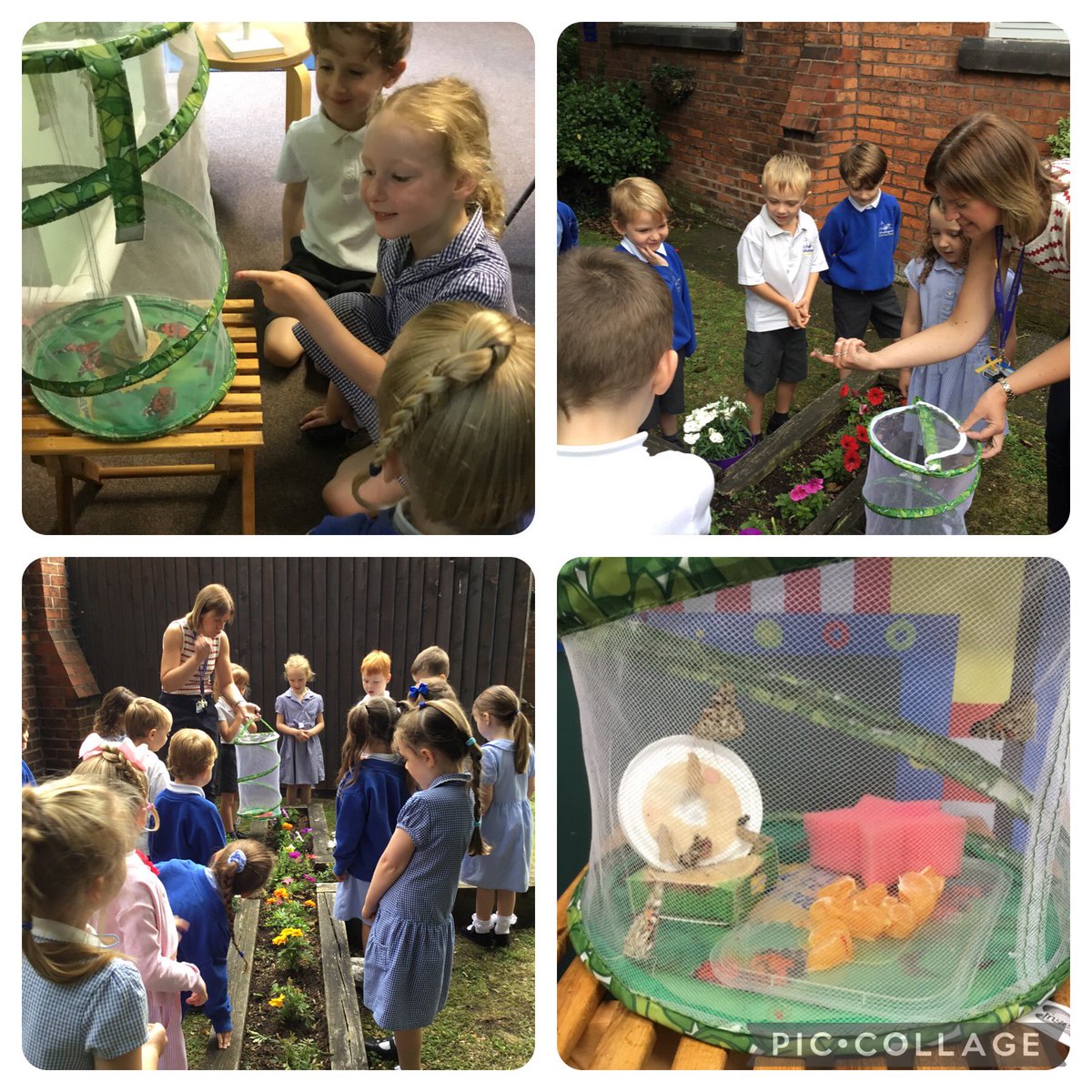 Today we released our butterflies! The children have absolutely loved watching them change from the caterpillar stage to the butterflies we released today. <a href="/SchoolWhitegate/">Whitegate C/E School</a>