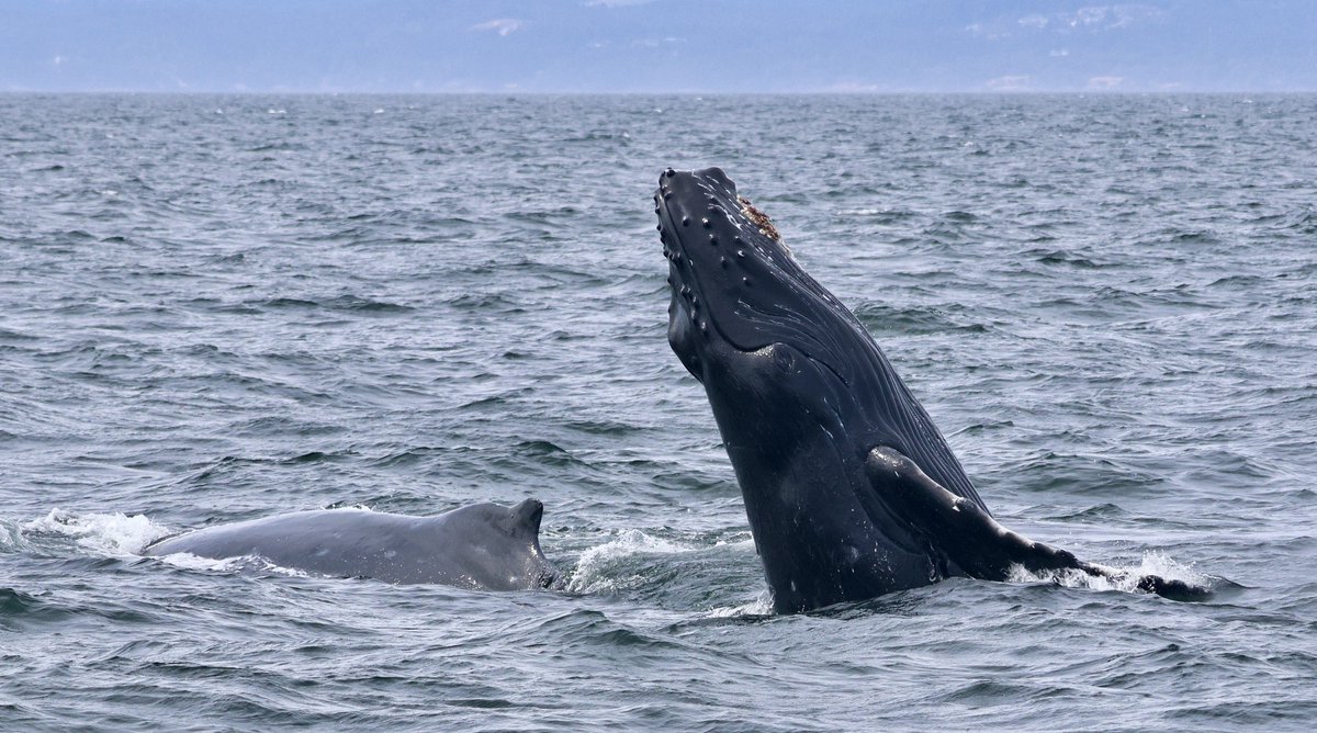 ThePWWA's tweet image. Happy Hump Day! π Since the first humpback cow/calf pair of the season arrived in late May, PWWA members have reported at least 9 calves in the Salish Sea so far. This little fellow is "Stromboli", seen breaching beside mom BCX2075 "Olympus".
π·: Rachel Rodell, @psxpress