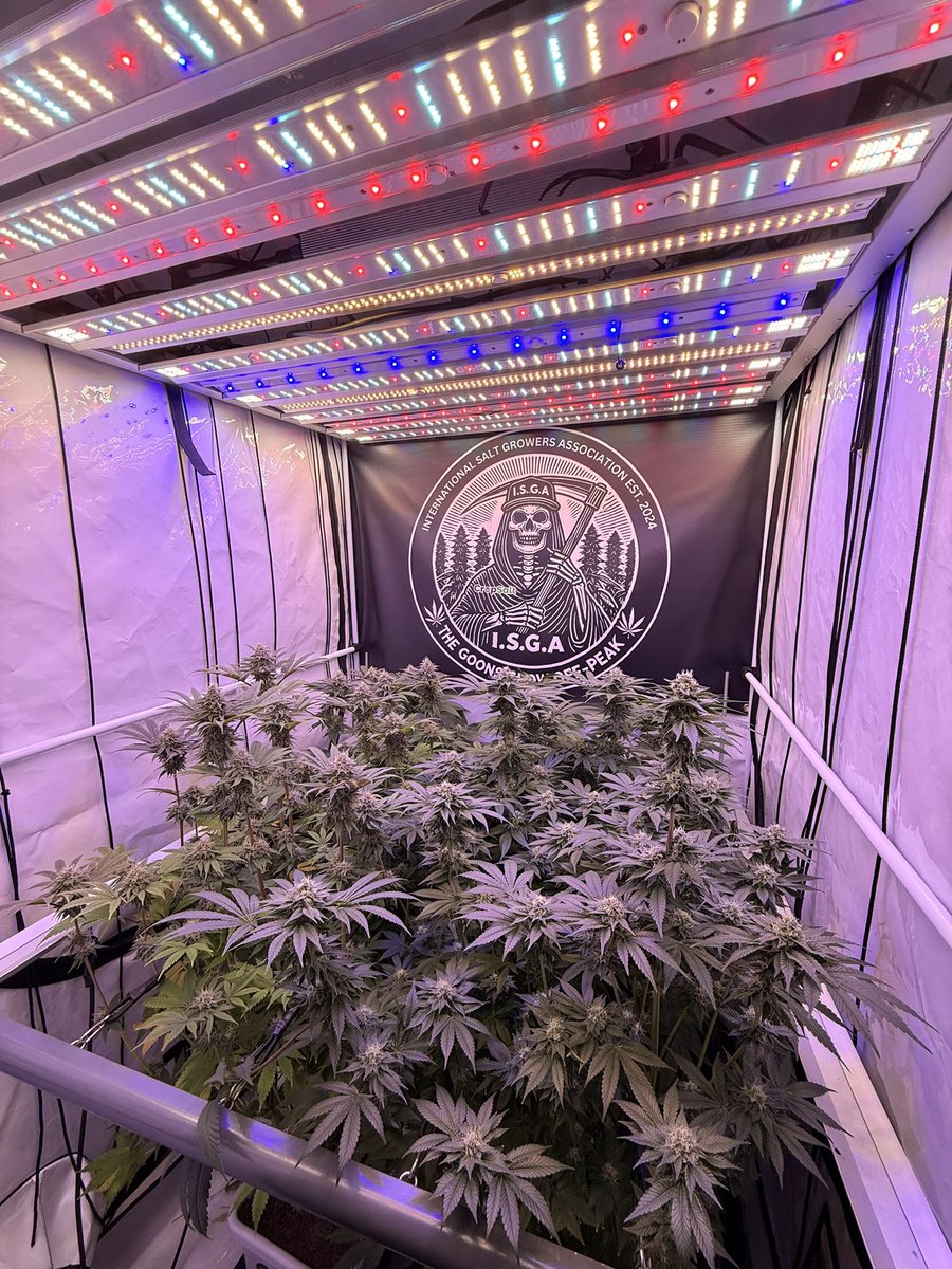 PushnPhosphorus🎄(ISGA) (@pushnphosphorus) on Twitter photo The man the myth the legend in my eyes <a href="/NectarBeans/">GhostDog</a> genetics shining harder than the grandmasters and that’s tough to do, smell is breathtaking very special genetics.
<a href="/autopotusa/">AutoPotUSA</a> 2.2 gallons
<a href="/cropsalt/">Cropsalt</a> fertilizer
<a href="/grandmasterleve/">grandmasterlevel</a> LEDs. The man the myth the legend in my eyes <a href="/NectarBeans/">GhostDog</a> genetics shining harder than the grandmasters and that’s tough to do, smell is breathtaking very special genetics.
<a href="/autopotusa/">AutoPotUSA</a> 2.2 gallons
<a href="/cropsalt/">Cropsalt</a> fertilizer
<a href="/grandmasterleve/">grandmasterlevel</a> LEDs.