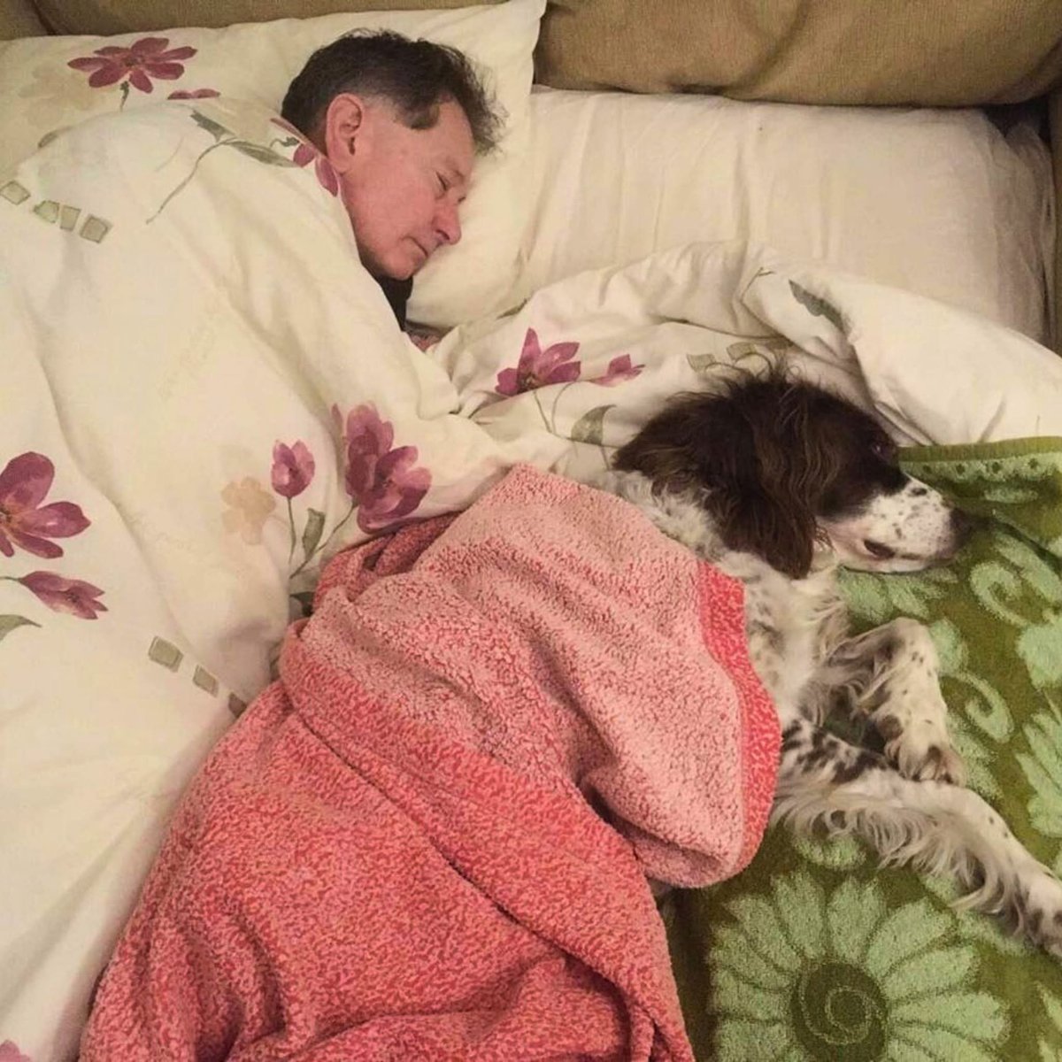 DiloConPerritos's tweet photo. En Reino Unido, un perro llamado Spike está recibiendo el homenaje más tierno que un compañero de vida puede tener: su familia se turna cada noche para dormir con él en el sofá, porque ya no puede subir las escaleras. 🐶🛋️

Spike, un springer spaniel inglés de 14 años, ha sufrido dos derrames cerebrales. Aunque logró recuperarse, su cuerpo ya no tiene la fuerza para llegar al segundo piso, donde solía dormir con sus humanos. Pero rendirse no era una opción. Así que la familia Morris decidió reorganizar su rutina: cada noche, uno de ellos baja al sofá para dormir con él, asegurándose de que nunca se sienta solo.

Desde que lo adoptaron hace nueve años, Spike ha sido más que una mascota: ha sido consuelo, alegría y parte esencial del hogar. Ahora que es él quien necesita cuidados, su familia responde con el mismo amor incondicional. 🥰