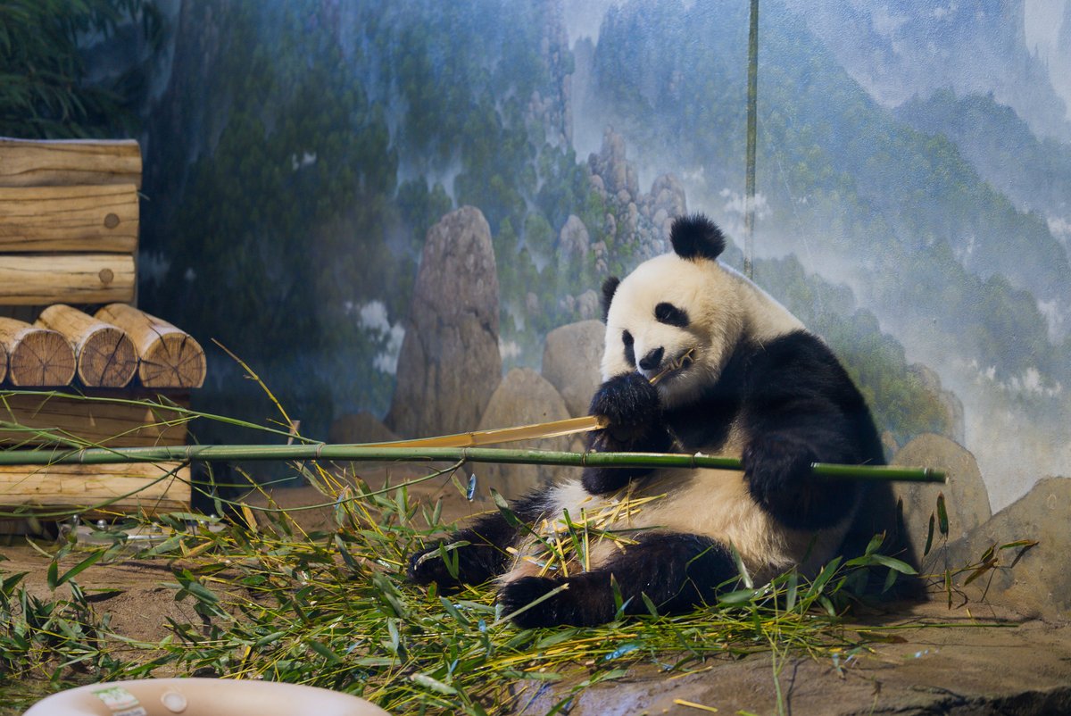 washingtondc's tweet image. Did you know DC is the ONLY city where you can see giant pandas for free? While the @NationalZoo does not charge admission, you do need to reserve a free pass in advance.
๐ธ: @washingtondc #Only1DC
