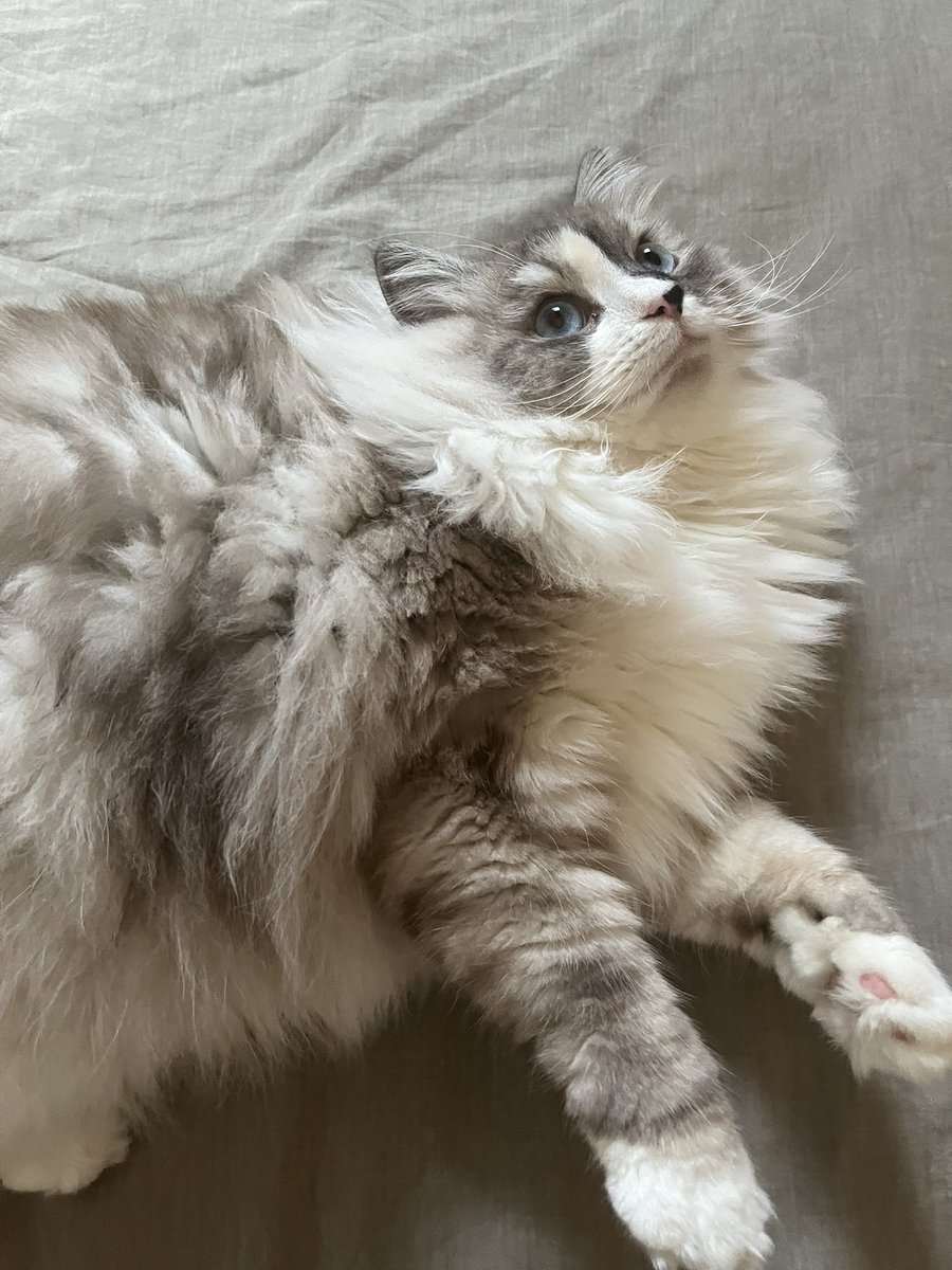 bypasswaf's tweet image. Ma chatte élue la plus belle de toute la terre entière, trop précieuse