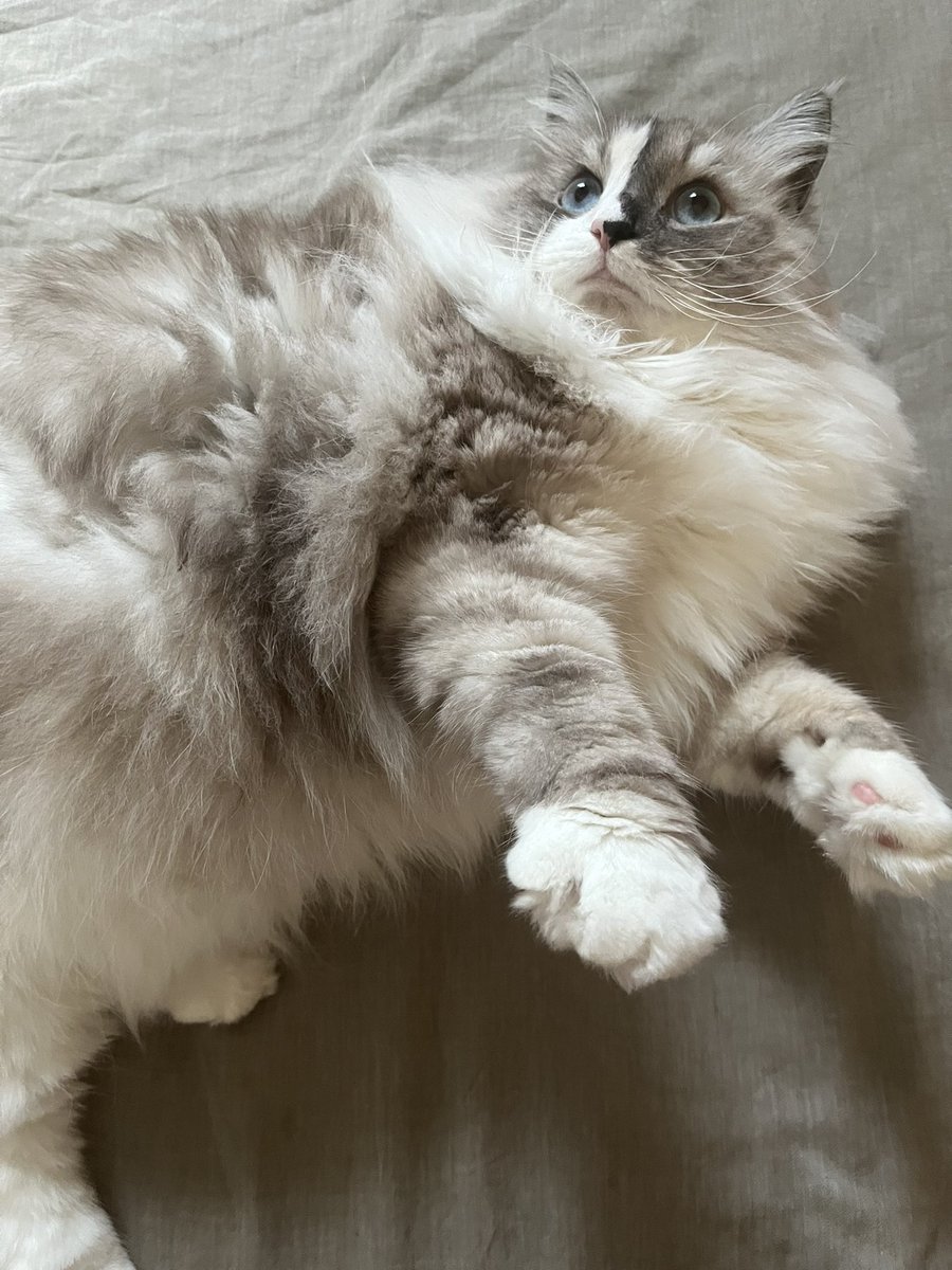 bypasswaf's tweet image. Ma chatte élue la plus belle de toute la terre entière, trop précieuse