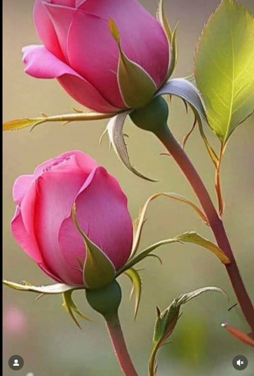 الاحترام هو اجمل شئ يقدمه الانسان للناس ..🌷
فالأدب لا يباع..
ولا يشترى..🌷
بل هو طبع في قلب ..🌷
من تربى ..

الله يسعدكم ..🌷🌷🌷