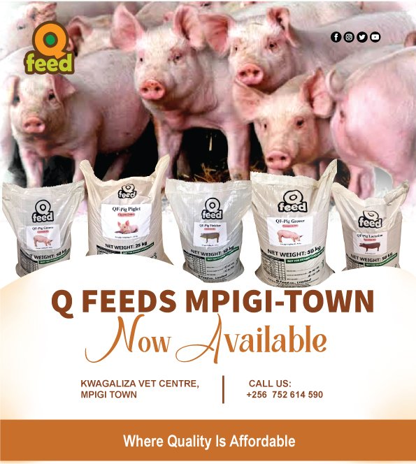 Q Feed Pig Concetrates now available in Mpigi Town - Kwagaliza  Vet Center. +256 752 614 590.
