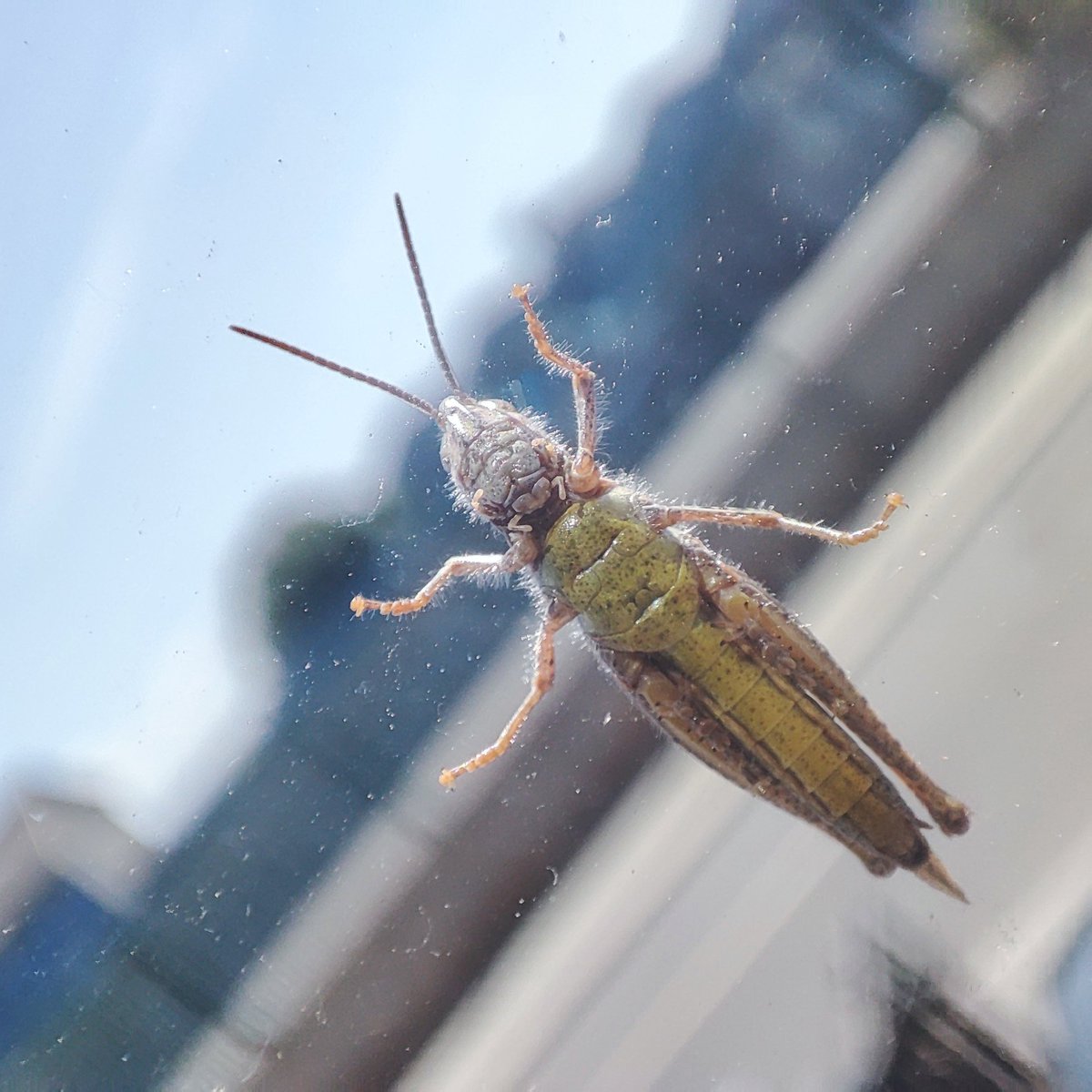 Brian E.Carruthers (@briancrunchie) on Twitter photo To my recollection, only my second time ever to see a Common Field Grasshopper (Chorthippus brunneus) in our garden, this time walking up the living room window, Finglas West Dublin. <a href="/BioDataCentre/">Biodiversity Ireland</a> <a href="/Irishwildlife/">Irish Wildlife Trust</a> #Naturenotes To my recollection, only my second time ever to see a Common Field Grasshopper (Chorthippus brunneus) in our garden, this time walking up the living room window, Finglas West Dublin. <a href="/BioDataCentre/">Biodiversity Ireland</a> <a href="/Irishwildlife/">Irish Wildlife Trust</a> #Naturenotes