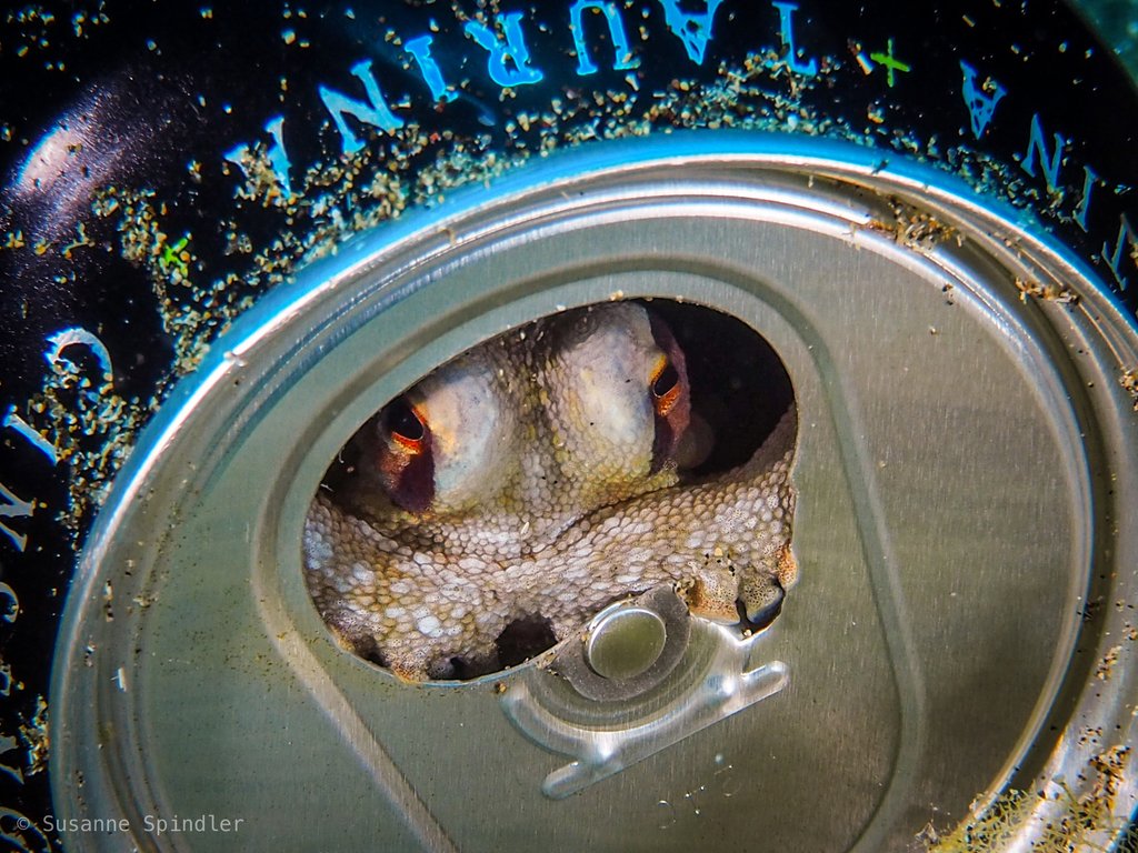 CephalopodToday's tweet image. The octopuses got into the Monster Energy. There's no stopping them now.
(I, for one, welcome our new cephalopod overlords)
🐙📷Susanne Spindler (inaturalist.org/observations/9…)