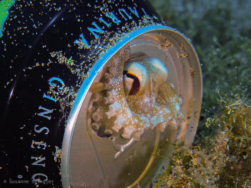 CephalopodToday's tweet image. The octopuses got into the Monster Energy. There's no stopping them now.
(I, for one, welcome our new cephalopod overlords)
🐙📷Susanne Spindler (inaturalist.org/observations/9…)
