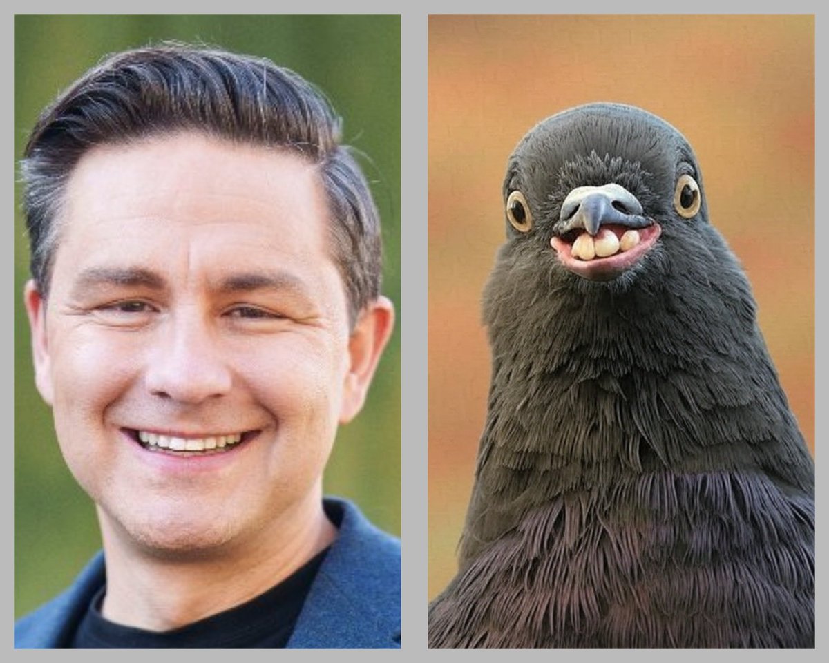 #PigeonPierre