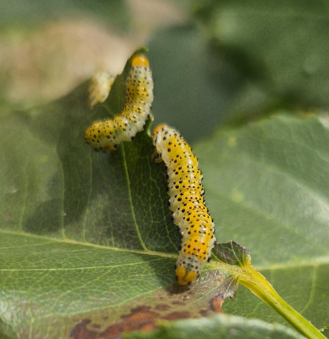 Larvae of rose sawflies (Arge ochropus or pagana) munching their way through rose leaves in the garden today.
#noticingnature #natureconnectedness
<a href="/Buzz_dont_tweet/">Buglife</a> <a href="/NatureBureau/">NatureBureau</a>