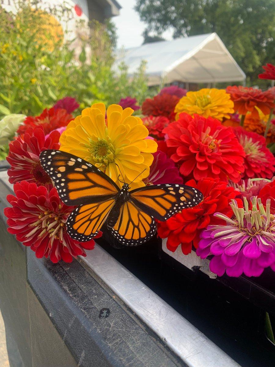 queensfarm's tweet image. Let your knowledge fly 🦋 with our Monarch Bug Buddies Session this weekend!
Join us this Sunday, July 13 to learn all about Monarchs, milkweed, and clothespin butterflies with our resident bug expert Keith.
Register now at buff.ly/anYswT5