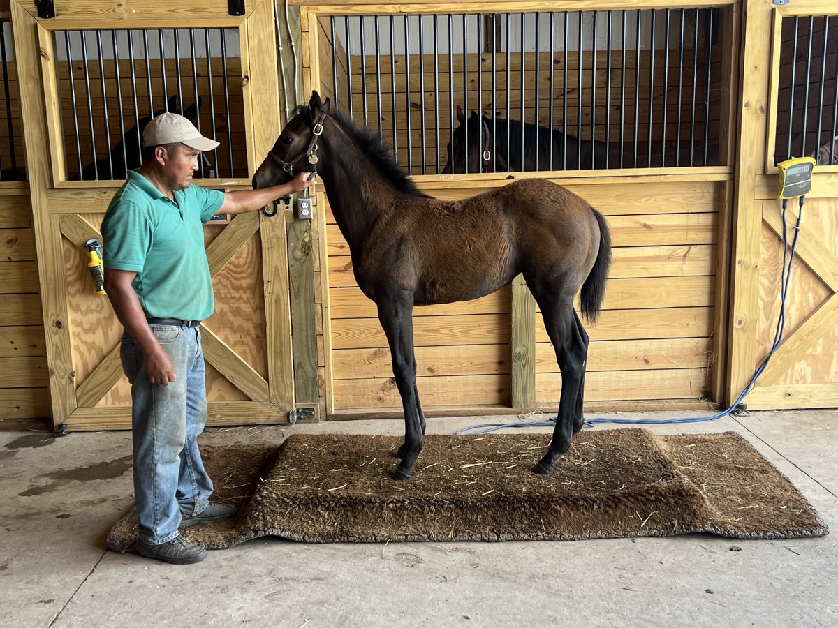 Reign Maker (@reign_maker) on Twitter photo My Charlatan Filly had a nice little growth spurt! 🐎 can't wait to see how she fills out 👀 <a href="/HillnDaleFarm/">Hill 'n' Dale Farms</a> #Kentucky #HorseRacing My Charlatan Filly had a nice little growth spurt! 🐎 can't wait to see how she fills out 👀 <a href="/HillnDaleFarm/">Hill 'n' Dale Farms</a> #Kentucky #HorseRacing