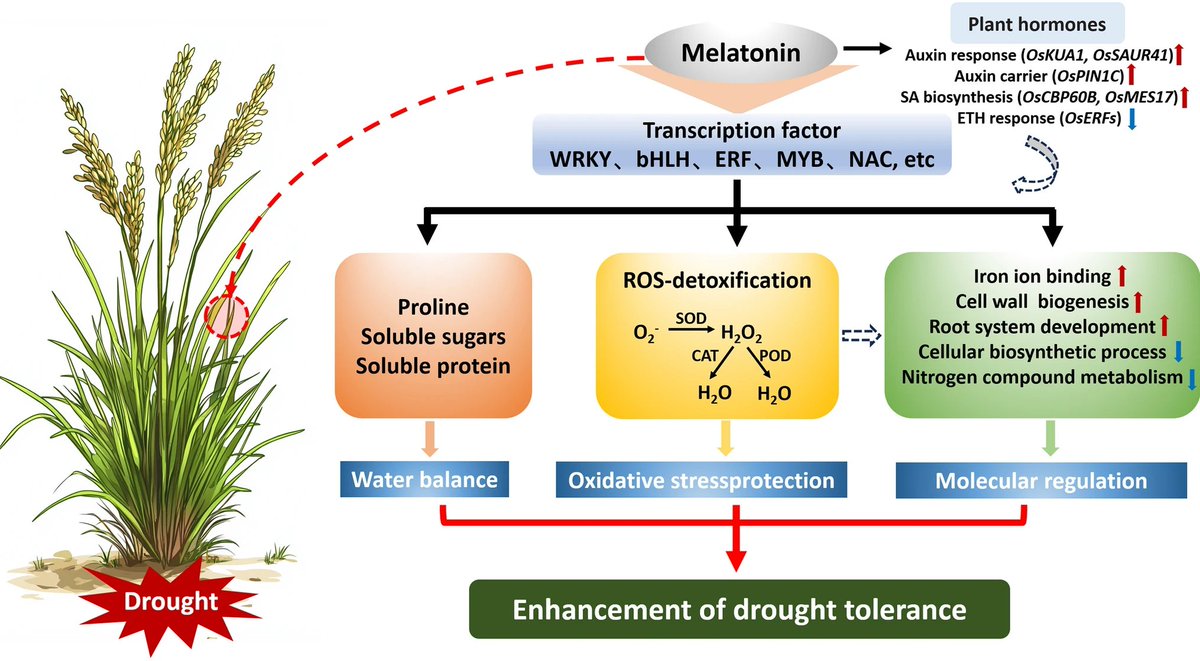 Melatonin integrates multiple biological and phytohormonal pathways to enhance drought tolerance in rice. 

Mao, C., Wang, L., Mao, Y. et al. Planta 262, 13 (2025).
➡️rdcu.be/evyah