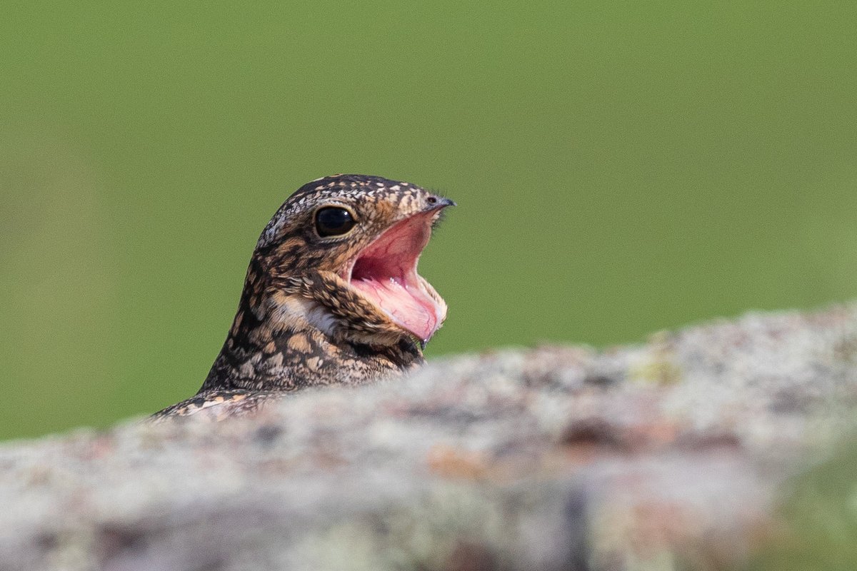 My face every time I see a nighthawk