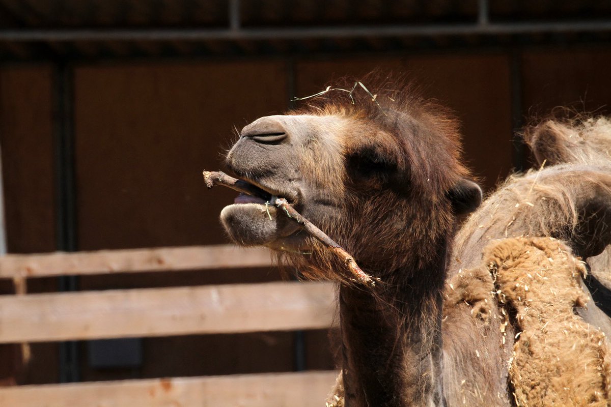 sfzoo's tweet image. Hello Hump Day!
Sometimes, all you need is a good stick! Here’s male Bactrian camel Bactrius Maximus II chewing on a stick, a natural behavior that keeps him both engaged and enriched.